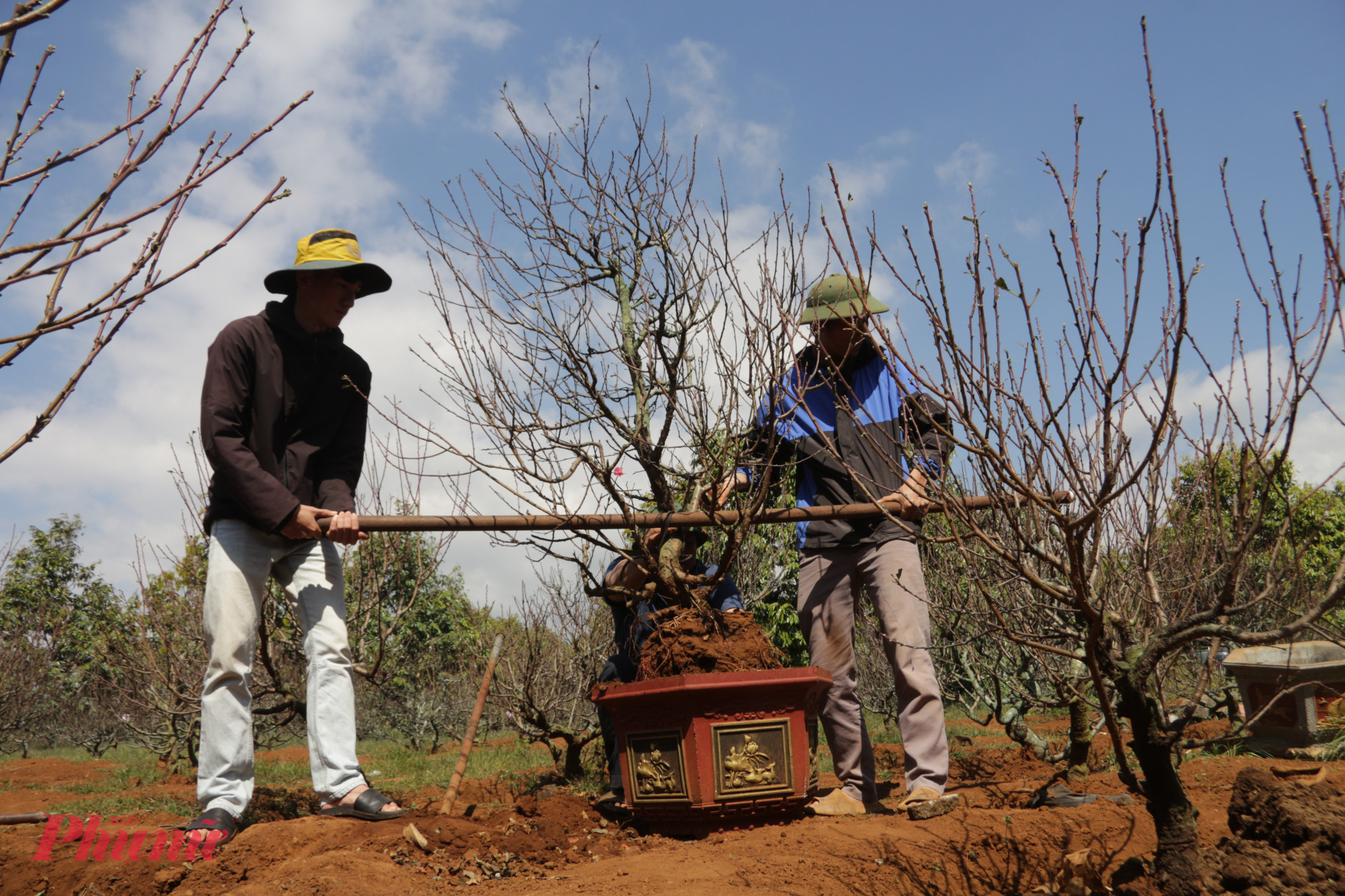 Các nhà vườn đang chuẩn bị đưa từng gốc đào vào chậu để phục vụ thị trường Tết