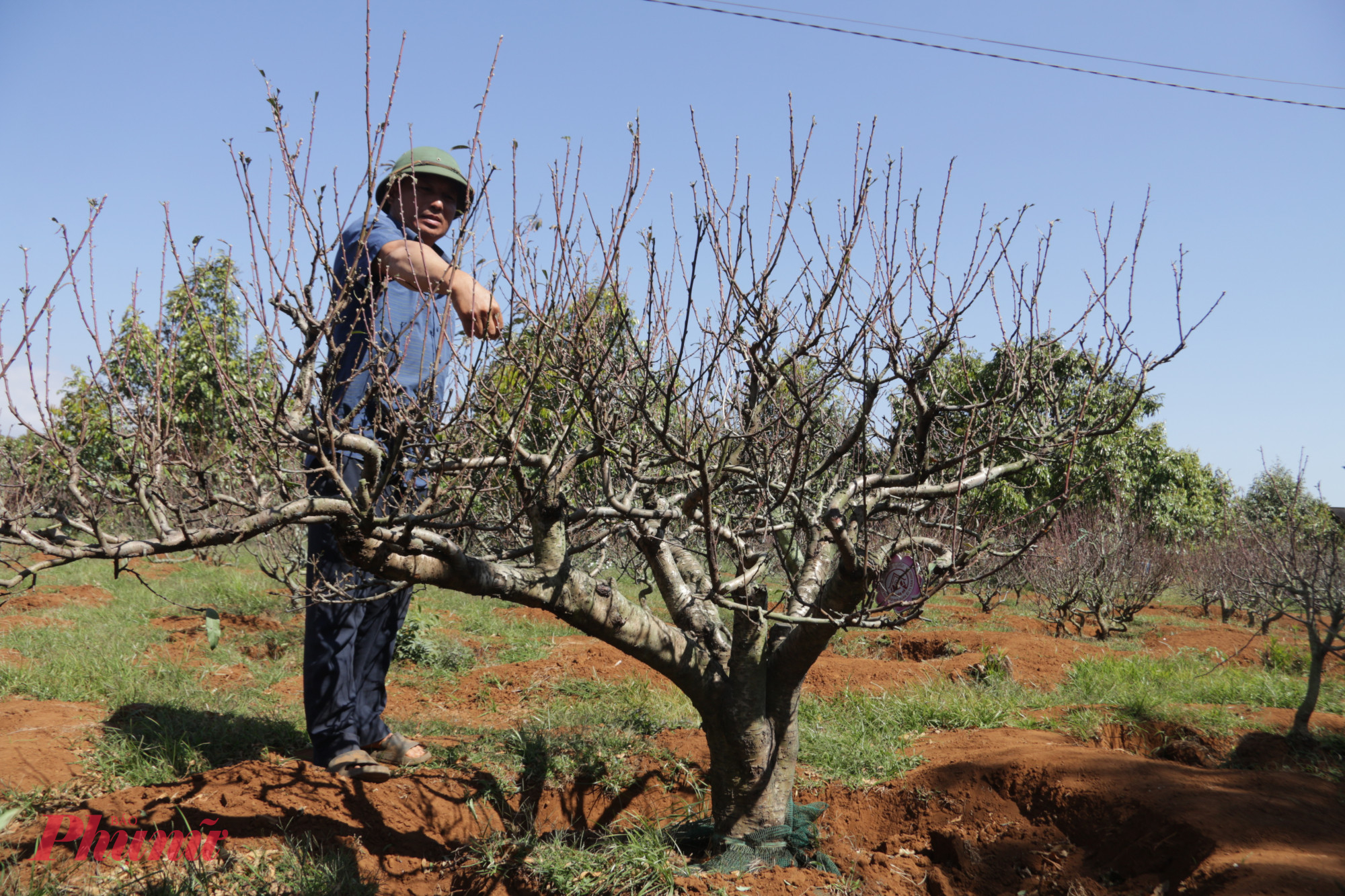 Nhiều gốc đào có thế độc đáo, thu hút người tiêu dùng