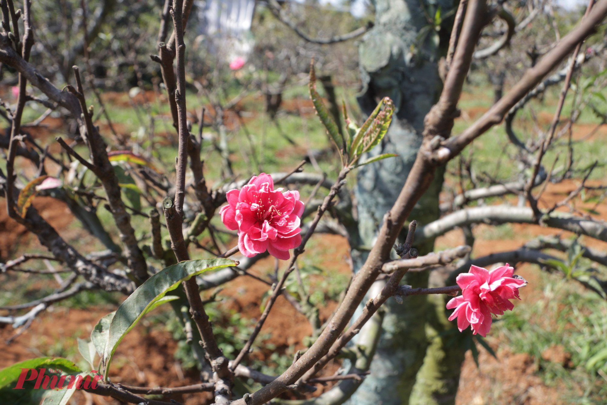 Giống đào bích cổ (hay còn gọi là đào nhật tân) phát triển thuận lợi ở vùng đất Buôn Hồ