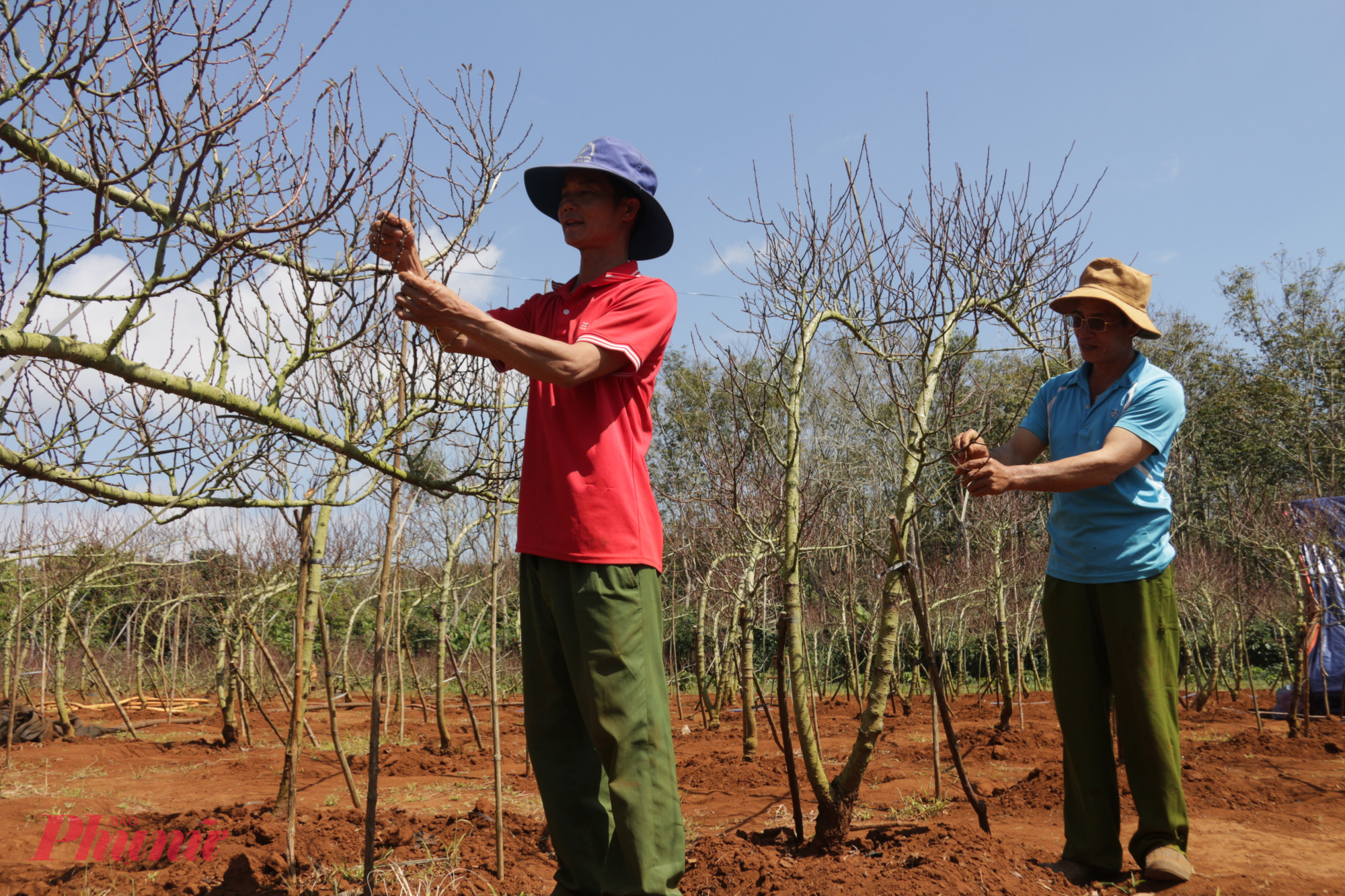 Những ngày cuối năm, nông dân túc trực bên từng gốc đào
