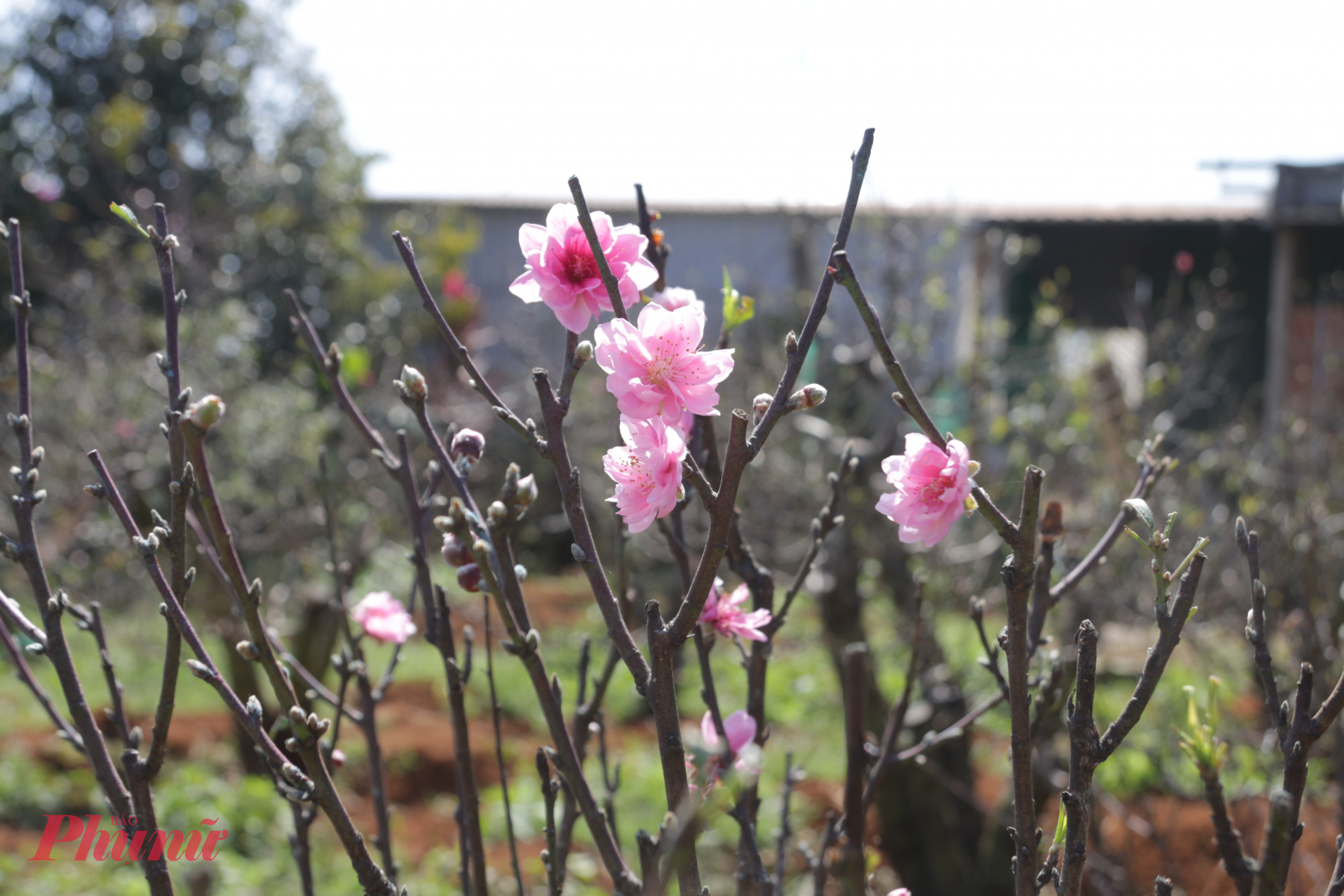 Số lượng nụ của các cây đào phai tại đây không thua các vườn đào tại miền Bắc 