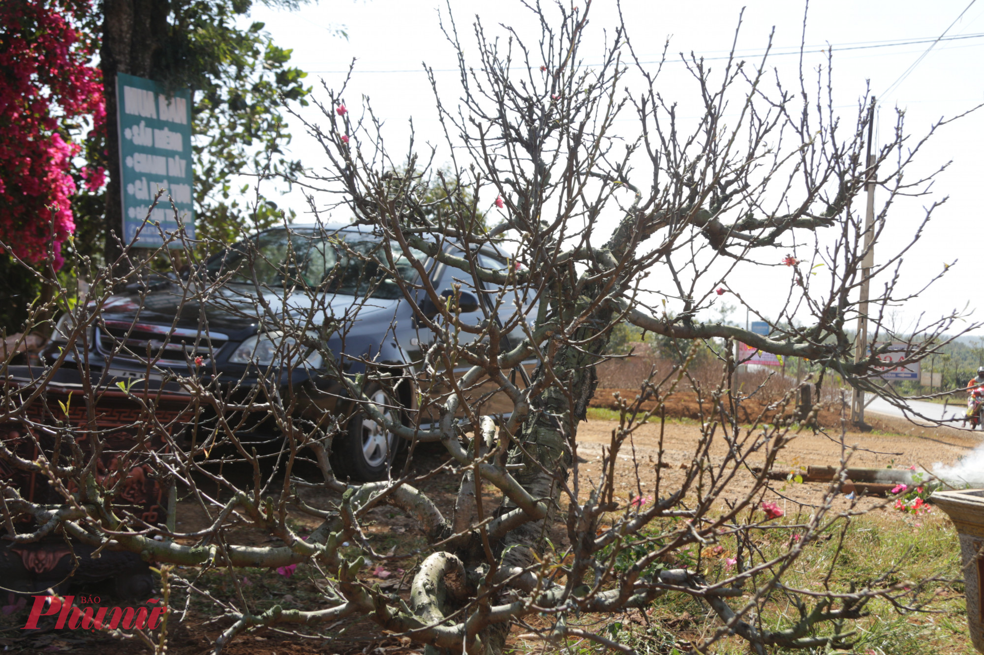 Những gốc đào có thế thác đổ vô cùng độc đáo