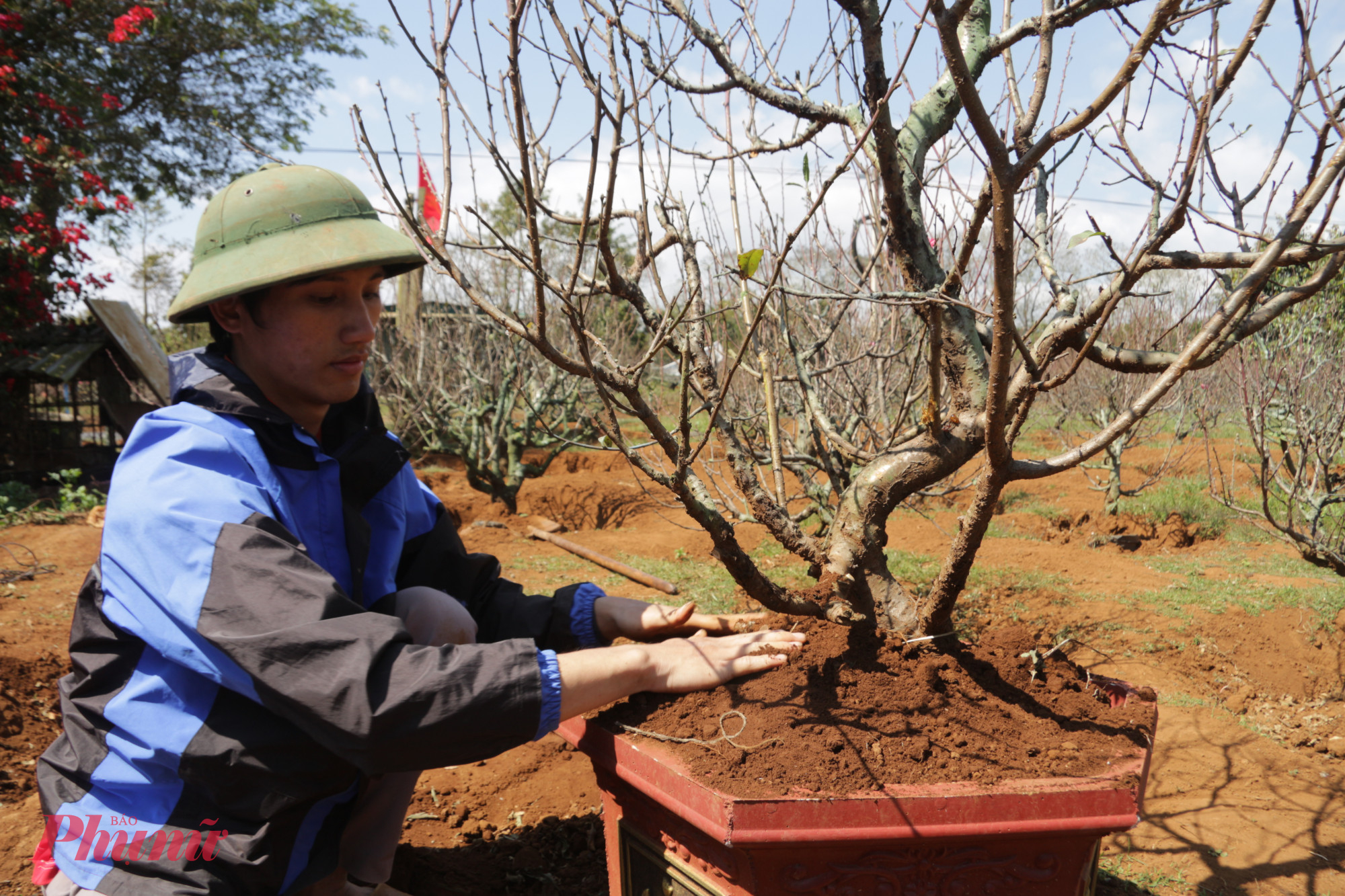 Nghề trồng đào tạo công ăn việc làm cho nhiều lao động tại địa phương