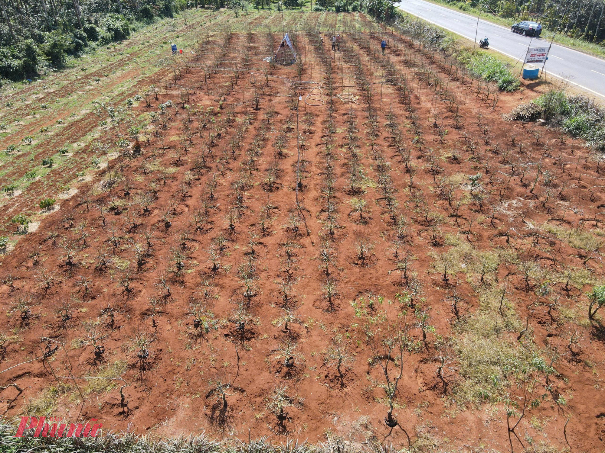 Cây đào trở thành sinh kế bền vững của nhiều hộ dân