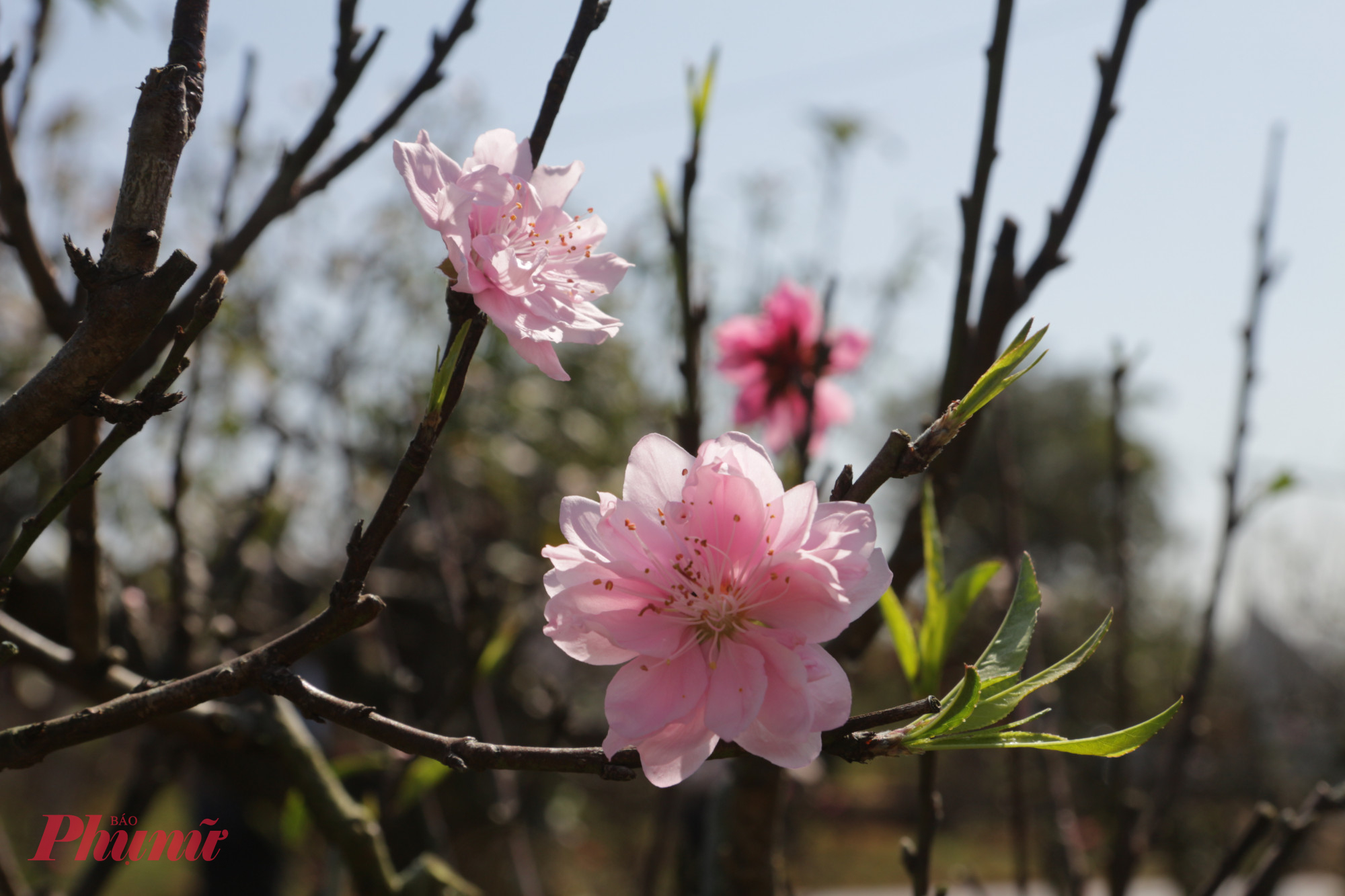 Những cây đào phai khi mới nở có màu trắng, nhưng khi gần tàn lại có màu hồng