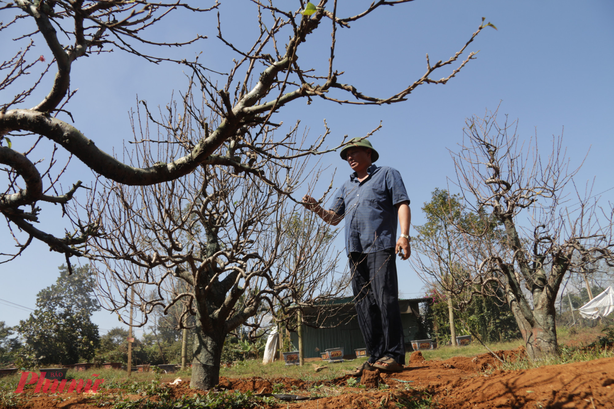 Người dân chăm sóc tỉ mỉ cho từng gốc đào