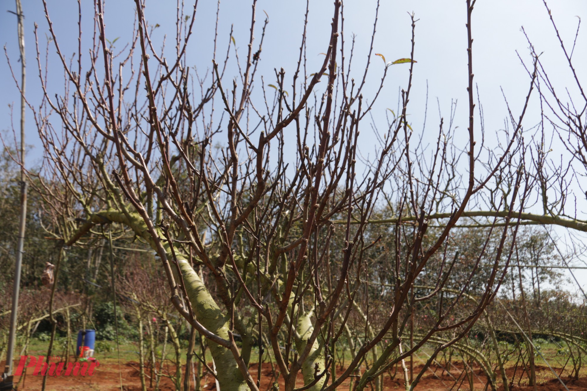 Nhiều vườn đào thế huyền đã sẵn sàng vào vụ Tết