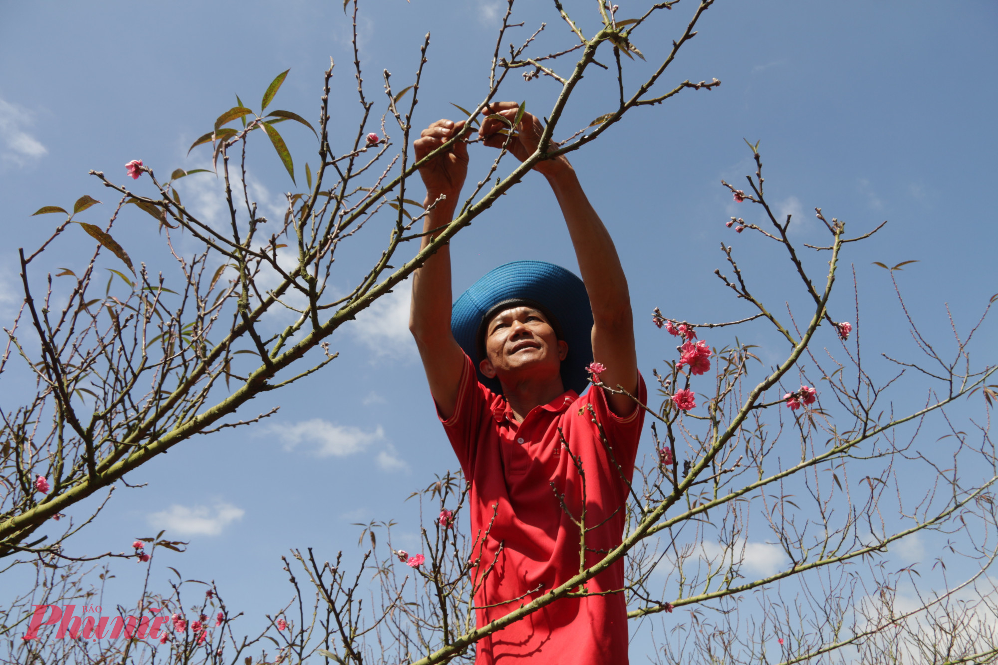 Nhờ thời tiết thuận lời, các vườn đào sinh trưởng tốt, ra nụ đều