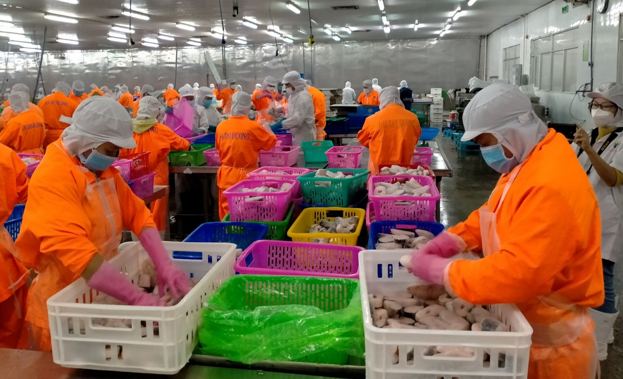 Sơ chế cá tra xuất khẩu