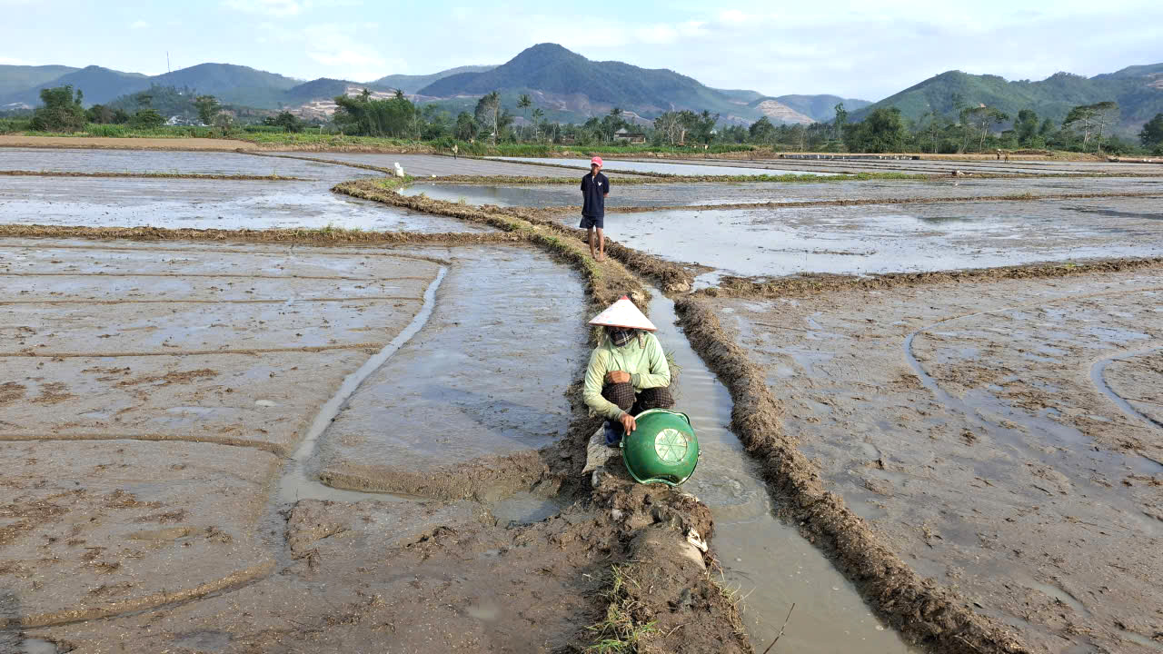 Trên cánh đồng dọc theo sông Kỳ Lộ từ xã Xuân Phước đến xã Đồng Xuân, nông dân tập trung làm đất, chăm sóc mạ, không khí lao động sản xuất vụ mùa hối hả.