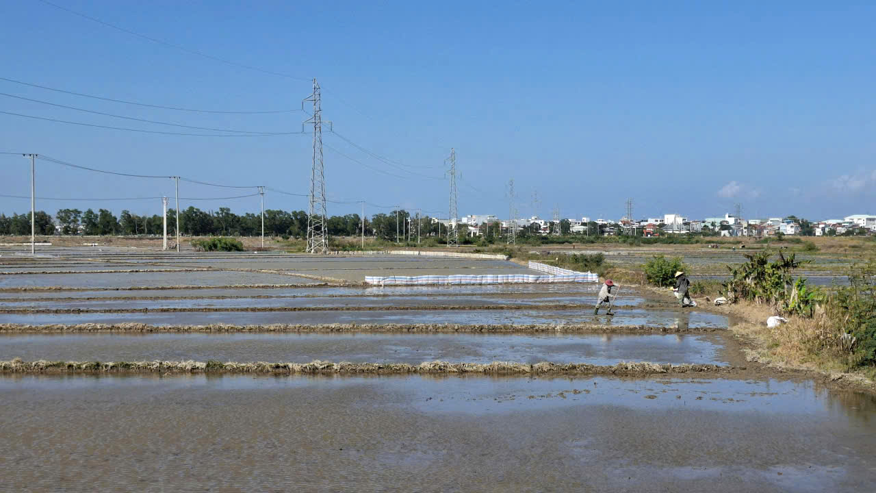 Cánh đồng Tuy Hòa rộng 18.000 he, là vựa lúa lớn nhất vùng Nam Trung bộ.