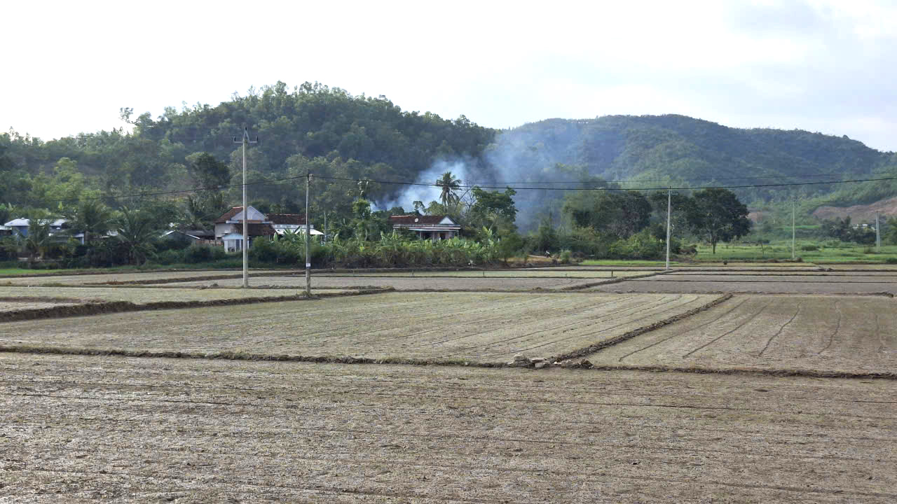 Cánh đồng xa nguồn nước ở phường Tuy Hòa sạ sớm lúa vừa ra lá non.