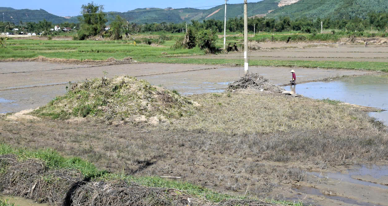 Dù cố gắng hết sức tập trung cải tạo đồng ruộng nhưng vẫn còn tàn dư của lũ lịch sử. Đó là những gốc cây to trôi tắp giữa ruộng, gọi là “mả lụt”. Do sạ theo lô nên không nông dân không kịp khắc phục, “hẹn” vụ tới dọn “mả lụt”, trả lại bằng phẳng đám ruộng.