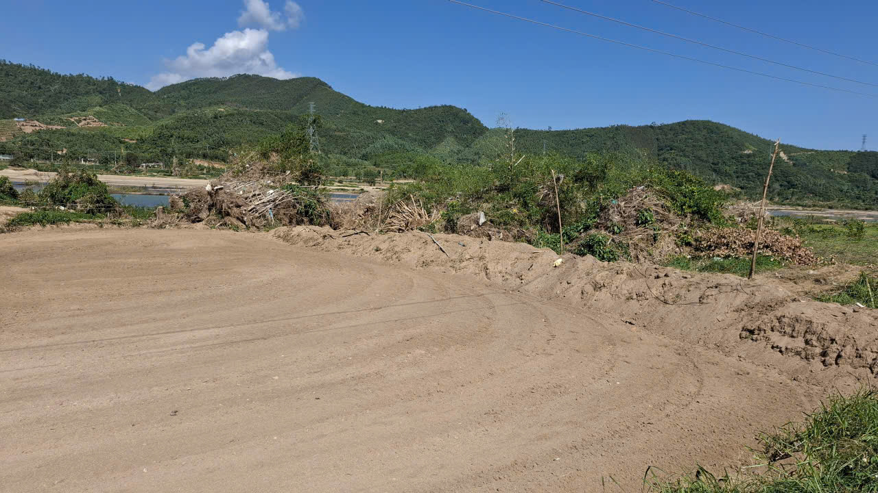 Nông dân gieo trồng hoa màu trên “đám ruộng gốc tre” do lũ bứng gốc tre đổ ngã