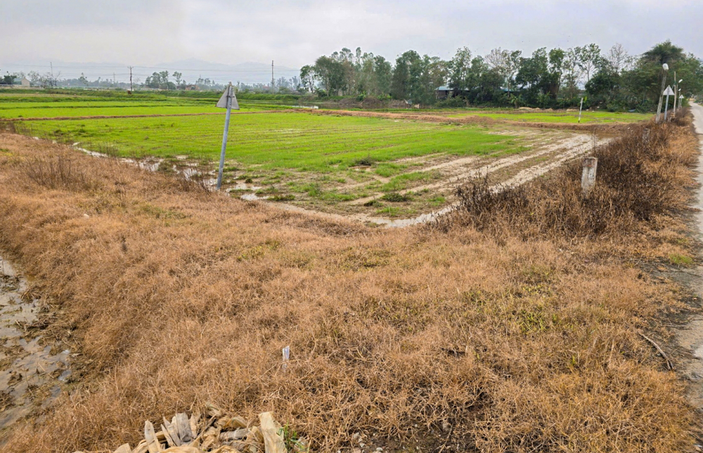 Bờ ruộng nhuốm màu vàng ố, cháy khô sau khi được phun thuốc “cỏ cháy”