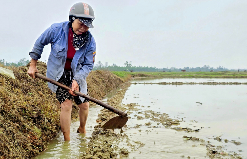 Bà Trần Thị Cúc (xã Đại Huệ, tỉnh Nghệ An) cắt cỏ, đắp đất lên bờ ruộng để diệt cỏ theo phương pháp truyền thống