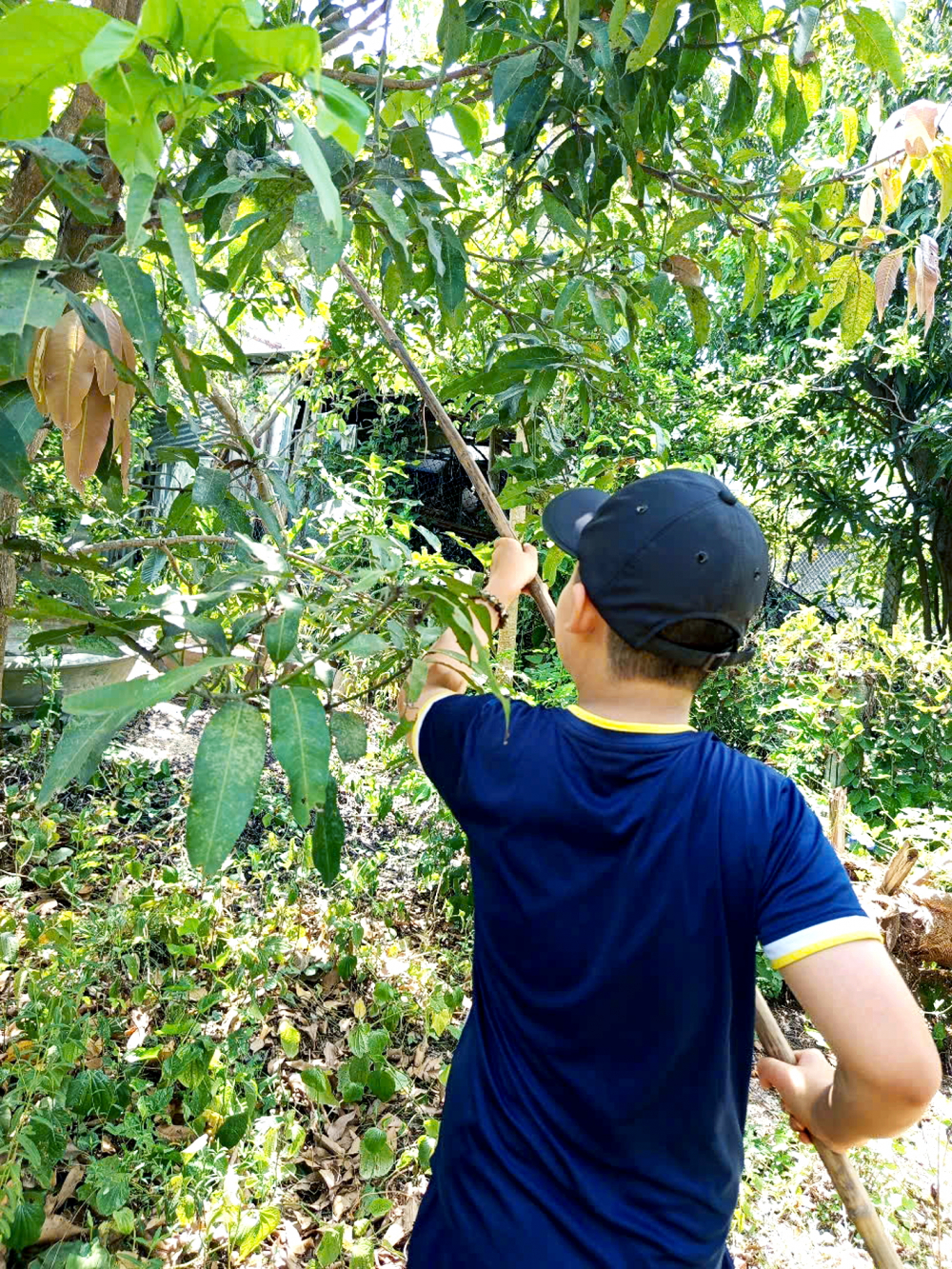 Cậu bé 11 tuổi biết cách dùng vợt tự chế  để hái xoài trên cao - Ảnh do tác giả cung cấp