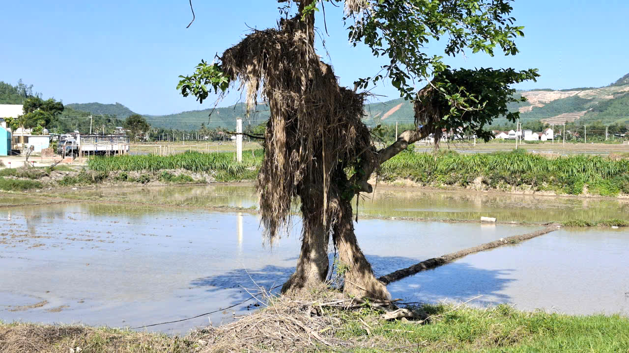 Trên cánh đồng vẫn còn dấu tích lũ lịch sử