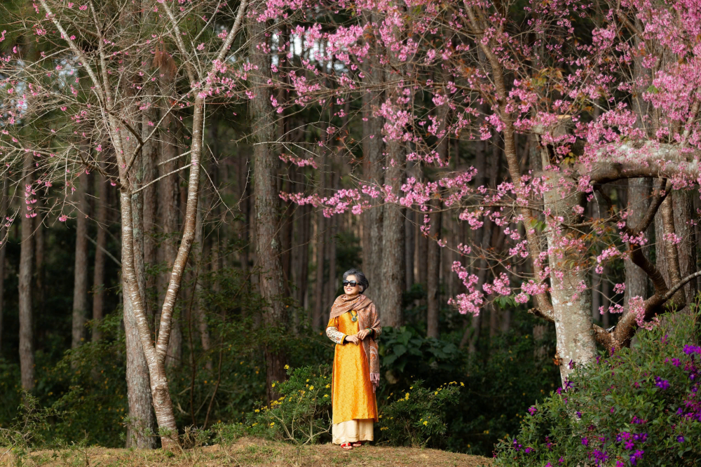  Mai anh đào tại Đưng K'Si thường nở sớm và có sắc thắm đậm đà hơn khu vực nội đô nhờ độ cao lý tưởng trên 1.200m so với mực nước biển. Trong tiết trời giáp Tết se lạnh, những gốc hoa cổ thụ đồng loạt khoe sắc dọc các lối đi và triền đồi, tạo nên khung cảnh lãng mạn hiếm có.