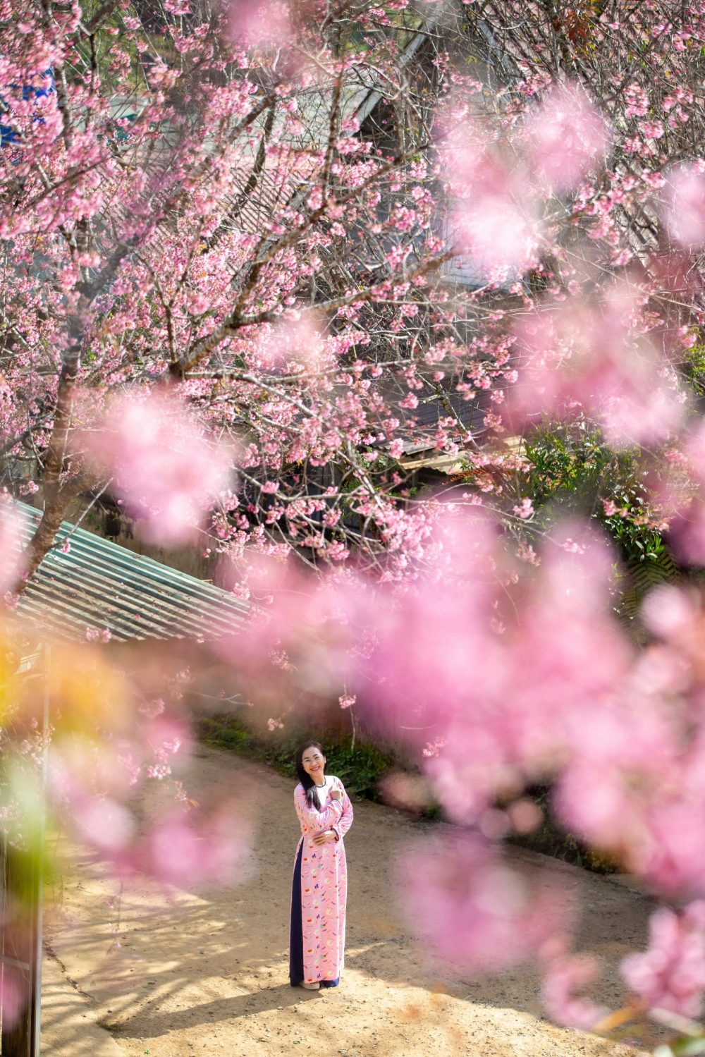 Nhờ khí hậu trong lành và sự chăm sóc của người dân, mai anh đào tại đây thường nở rộ kéo dài từ 20 đến 30 ngày mới bắt đầu kết lộc non. Nhiều du khách từ các thành phố lớn không quản đường xa tìm đến Đưng K'Si để tận hưởng không gian tĩnh lặng và ghi lại những khoảnh khắc đẹp bên sắc hoa hồng rực.