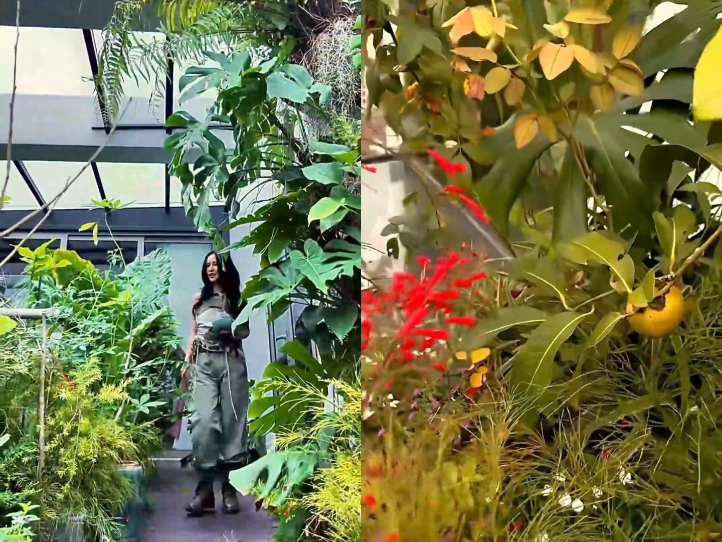 Một góc khu vườn xanh um với cây, lá, hoa trái của Hồng Nhung. 