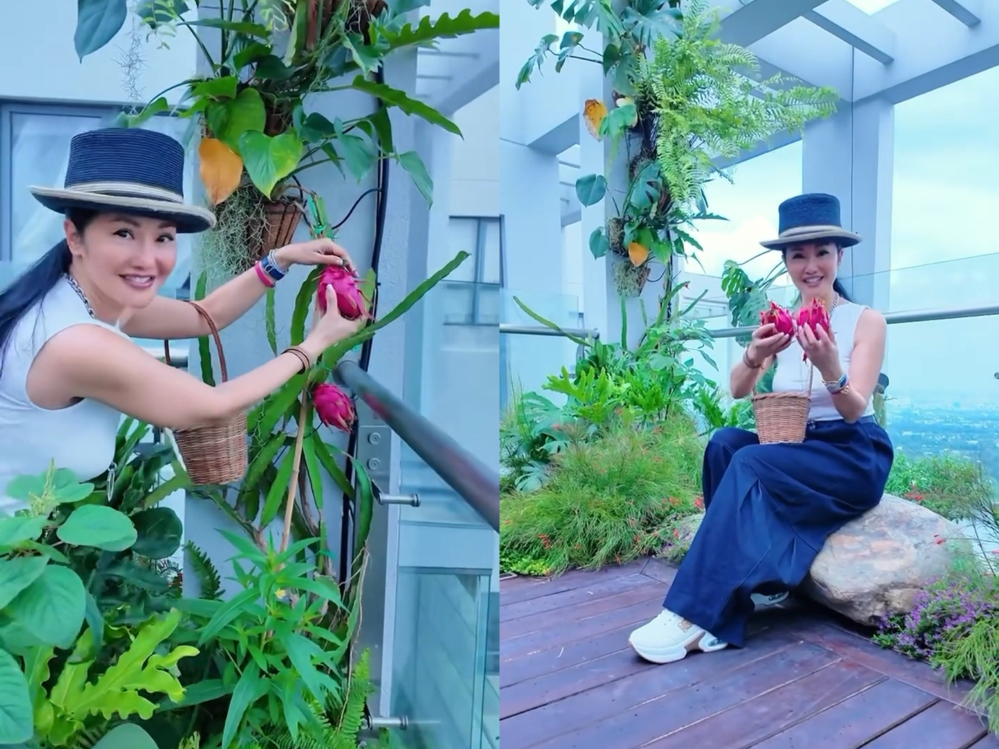 Nữ ca sĩ cũng dành một khoảng nhỏ để trồng thanh long. Cây cũng ra trái khá tốt dù được trồng trên cao. 