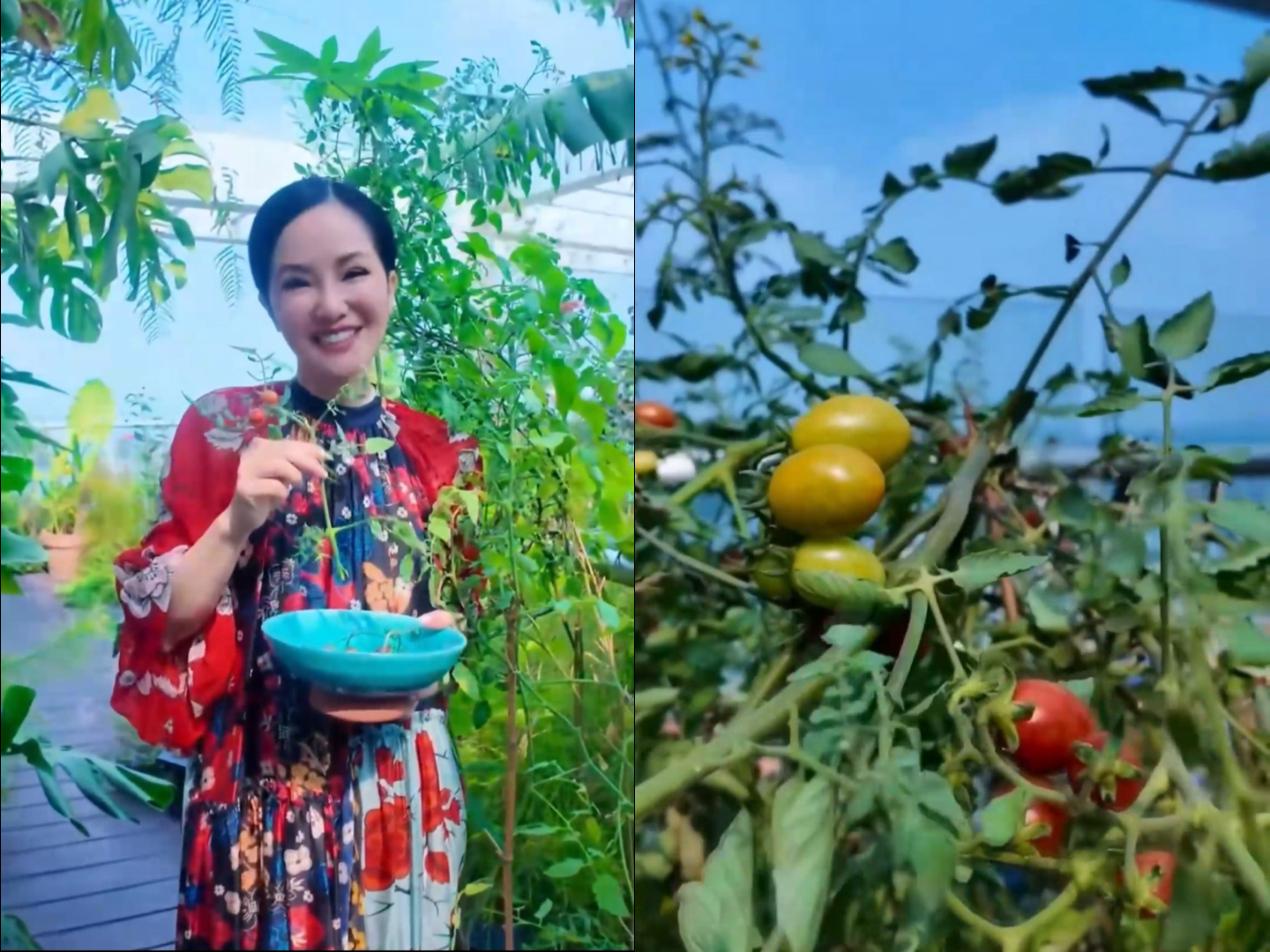 Gần đây, Hồng Nhung chia sẻ hình ảnh thu hoạch cà chua từ khu vườn nhỏ này. Ca sĩ cho biết trồng nhiều loại vì cà chua dễ sinh trưởng, phát triển. 