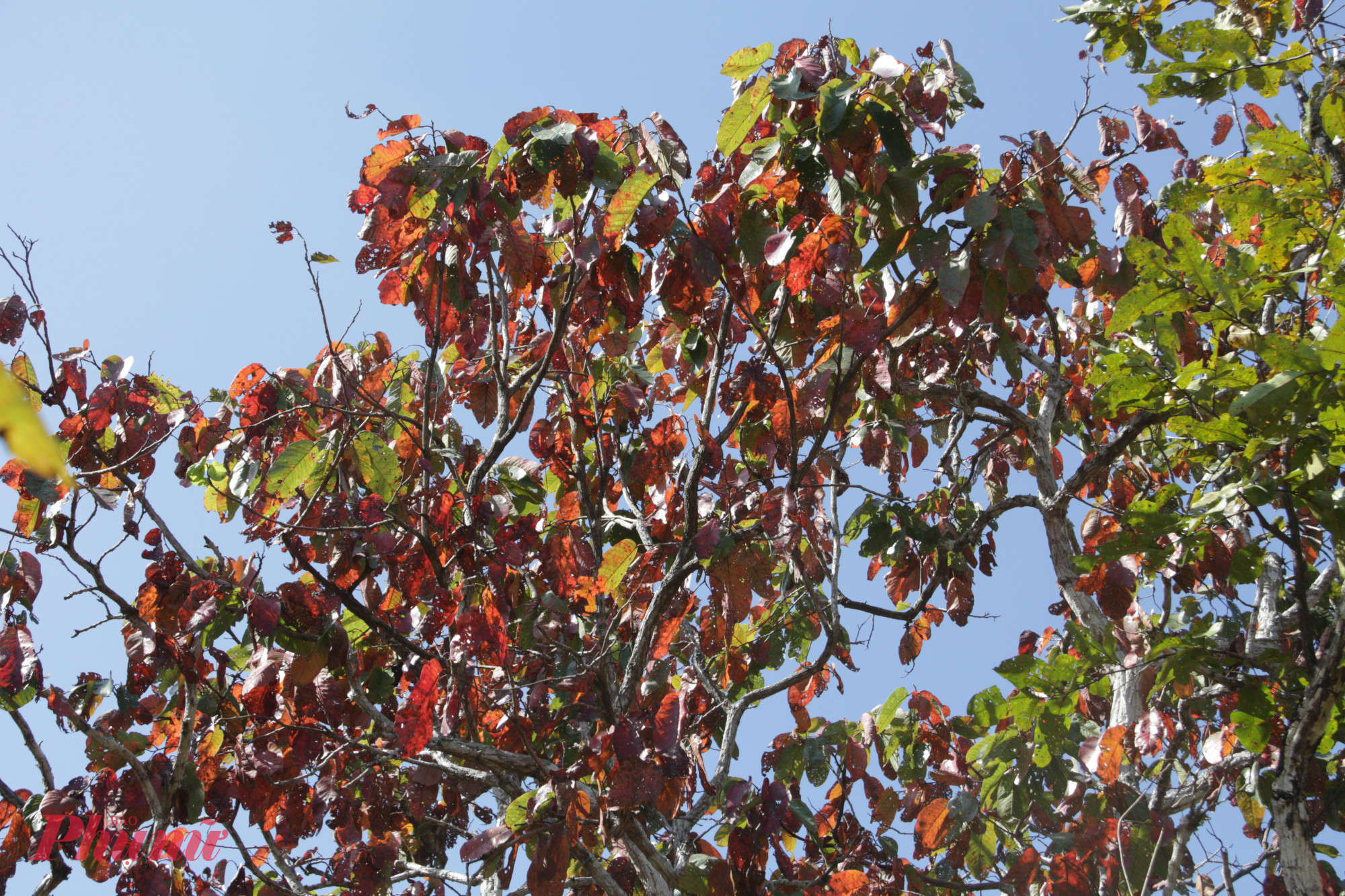  Trước khi lìa cành, những chiếc lá chuyển sắc vàng, đỏ rực rỡ tạo cho khu rừng như một bức họa thiên nhiên vô cùng đẹp đẽ và độc đáo.