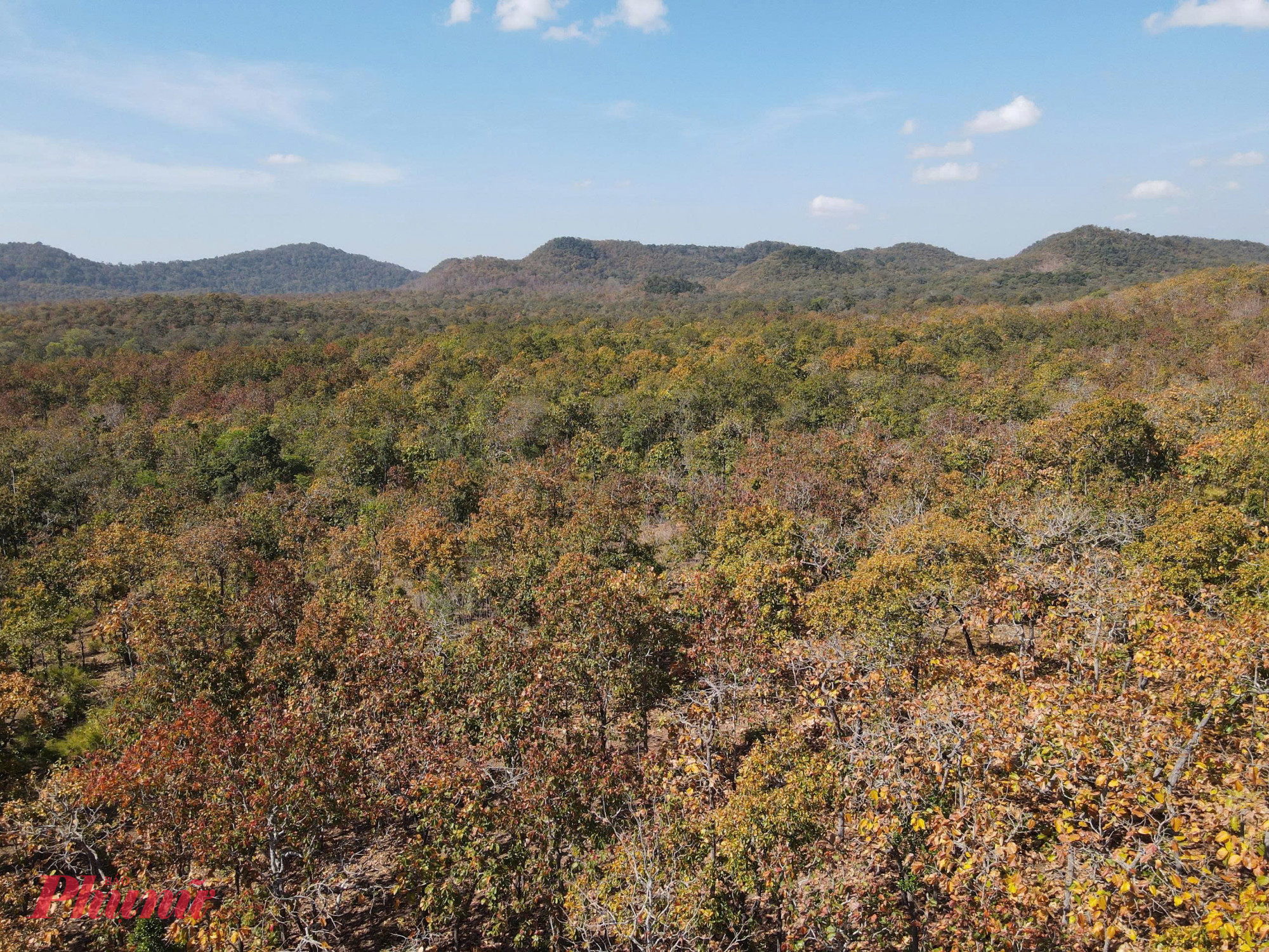 Cả cánh rừng như được khoác lên tấm áo mới với những gam màu vàng, đỏ đan xen sắc xanh, mang vẻ đẹp vừa hoang sơ vừa lãng mạn, tựa như một bức tranh thiên nhiên sống động.