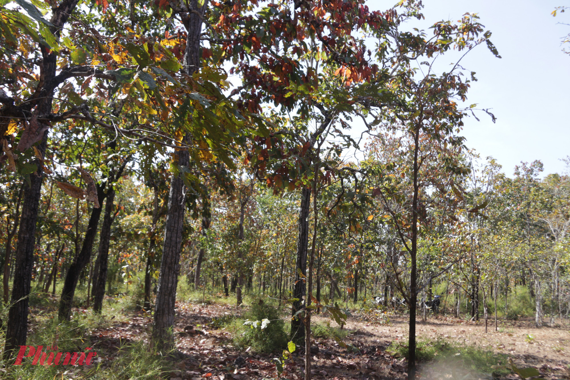 Vườn quốc gia Yok Đôn là nơi bảo tồn hệ sinh thái rừng khộp duy nhất của nước ta.