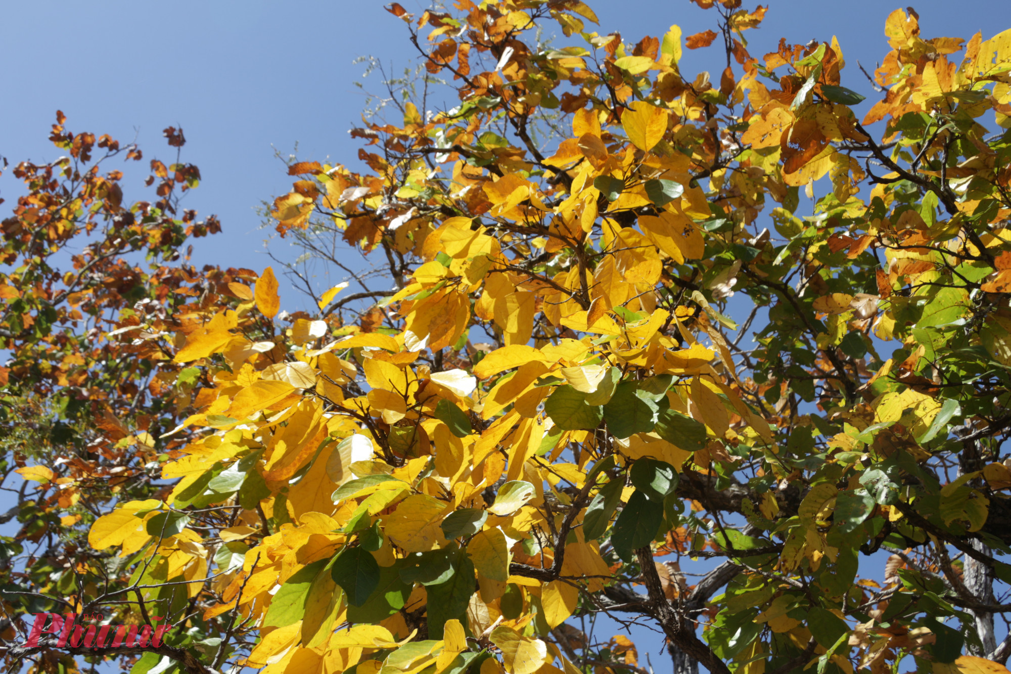 Đây được xem là thời điểm đẹp nhất trong năm, khi thiên nhiên nơi đây chuyển mình, tạo nên một khung cảnh hiếm có.