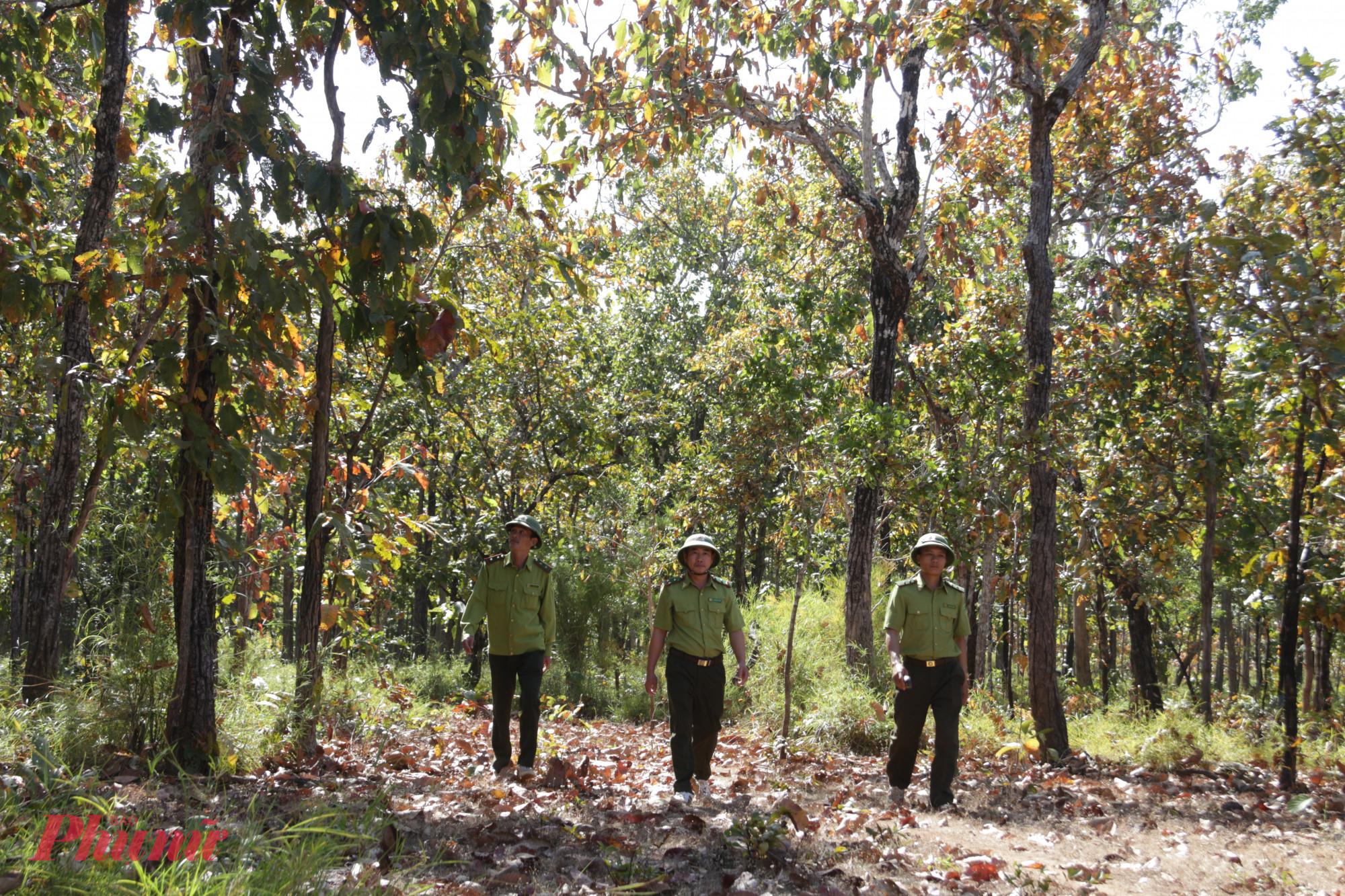 Công tác quản lý, bảo vệ rừng nơi đây luôn được đặc biệt chú trọng. 