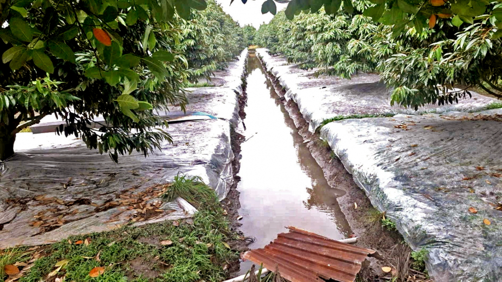 Nhà vườn tỉnh Đồng Tháp tích trữ nước ngọt nhằm bảo vệ vườn cây ăn trái