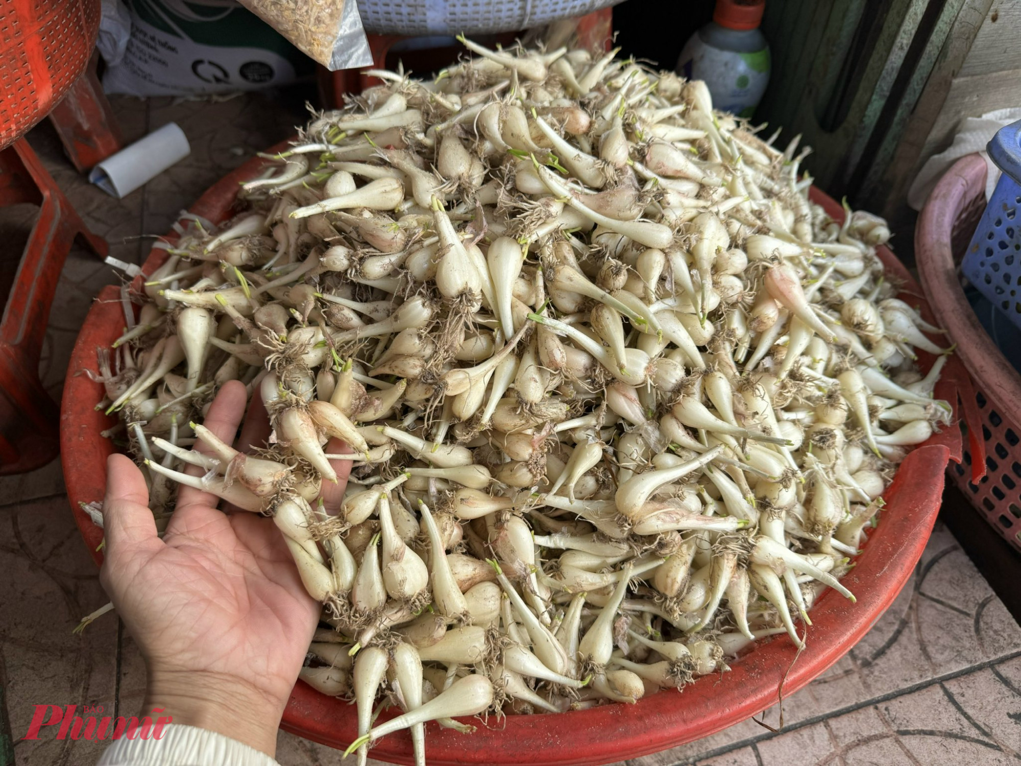 Tại điểm bán này, giá củ kiệu là 80.000 đồng/kg. Người bán cho biết này là kiệu Huế nên giá cao. Kiệu Huế có phần bụng to, đầu kiệu màu tím, còn nếu không có hai đặc điểm này thì không phải kiệu Huế - chủ điểm bán này hướng dẫn chúng tôi. 