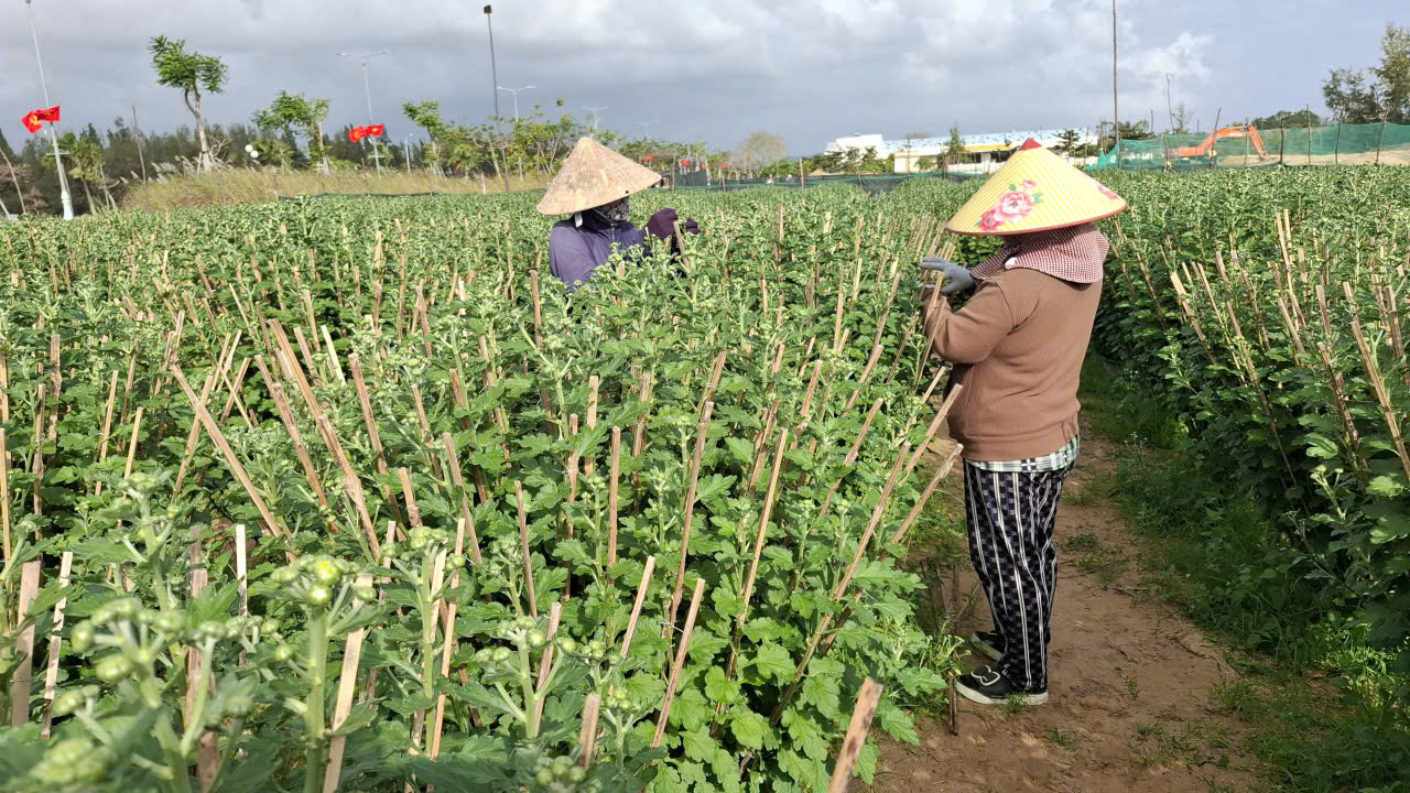 Vườn của gia đình bà Bùi Thị Hồng-  ở xã Bình Kiến- có hơn 600 chậu hoa cúc đại đóa ra nụ đều có chiều cao từ 1,2m – 1,5m và  trồng trong tô 40, 60 (đường kính từ 40 cm- 60cm). Tư thương đã đặt mua 100 tô 60, với gia 450.000 đồng/tô. Bà Hồng vui vẻ tâm sự: Với thời tiết như hiện nay, hoa sẽ nở đúng dịp Tết. Điều mà người trồng hoa vui là nhiều vườn hoa bắt đầu vào nụ, dáng đẹp tư thương đã đến đặt mua. Chậu cúc to có dáng “độc, lạ”, thường lái mua từ 1-1,2 triệu/chậu. 
