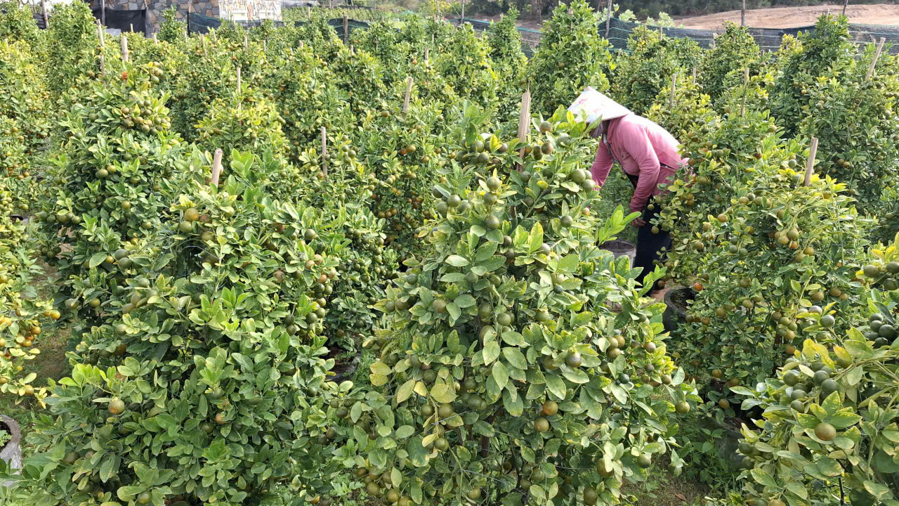 Năm nay nhiều chăm sóc quất “lụt” đón tết đầy sắc màu. Từ ngã ba Cây Sộp (phường Bình Kiến)- nơi vẫn được mệnh danh là xứ sở quất cảnh, nhiều người cao tuổi cho rằng, 100 năm qua chưa một lần bị ngập lụt, trận lũ lịch sử ngập lội đến đầu gối, chỗ dốc ngập nửa vườn nên gọi là quất “lụt”.  Những ngày này dạo quanh các vườn xung quanh ngã ba Cây Sộp, đâu đâu cũng thấy nhà vườn hối hả “làm đẹp” quất cảnh bán tết. Theo kinh nghiệm, lượng quất năm nay hụt hơn mọi năm do lũ lụt làm chết gốc.