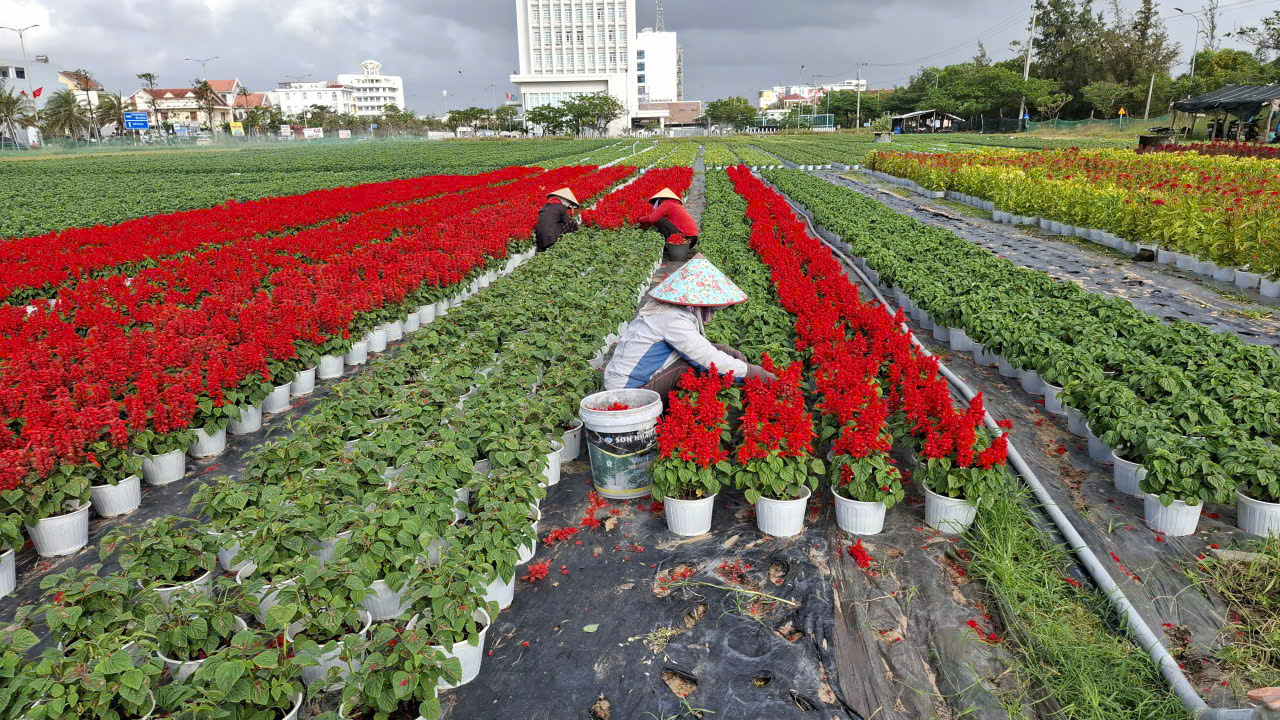 Ngoài trồng quất, cúc, nông dân vùng ven Tuy Hòa cũng trồng chăm sóc nhiều giống hoa pháo, lay ơn góp phần tô thêm vẻ đẹp làng hoa thu hút người mua và khách du lịch. 