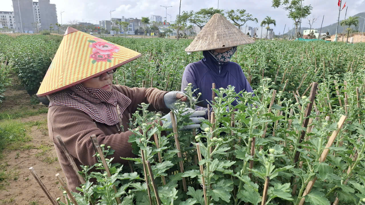 Còn bà Trần Thị Duyên-ở phường Tuy Hòa- đang lặt nụ cúc phân trần: Mỗi cành cúc ra 4,5 nụ, tận dụng công nhà và thuê công ngoài lặt còn chừa lại đúng 1 nụ để cúc ra bông to. Trồng cúc chưng tết, hiện nay ra nụ bằng hột bắp đến tết nở bung, qua rằm tháng giêng nở “rách miệng” (phần cuống ngậm bông bung ra). Cúc tết khoe sắc tháng giêng không chỉ làm đẹp nhà cửa, xóm làng mà còn mang ý nghĩa của sự may mắn và trường tồn khi mọi người trở lại với cuộc sống thường nhật trong những ngày đầu xuân mới. Nên nhiều người chọn mua cúc chưng tết.