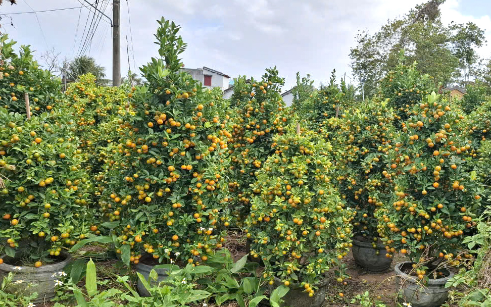 Cạnh vườn cúc phường Tuy Hòa, làng quất cảnh khu phố Liên Trì 2 (xã Bình Kiến) tất bật vào vụ tết. Mỗi chậu quất hàng trăm trái là thành quả sau 2 năm người dân miệt mài nuôi lớn trong chậu, mong một mùa Tết Bính Ngọ đủ đầy.