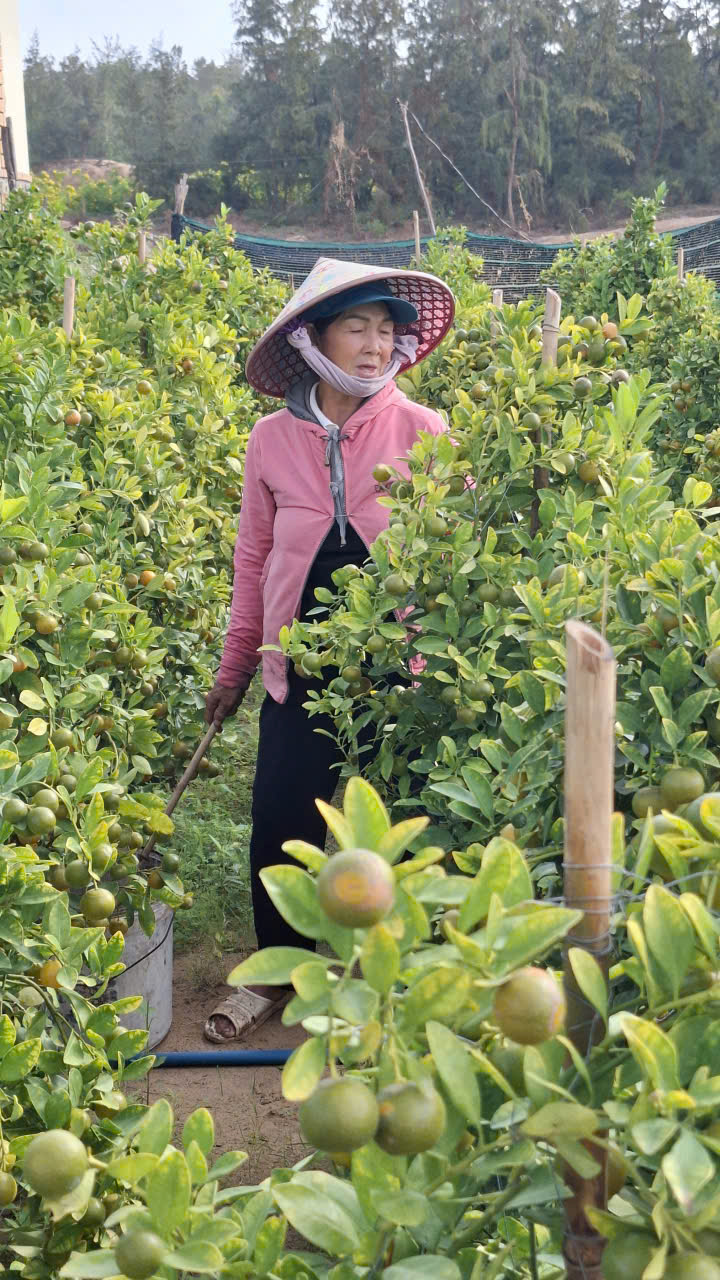 So với cúc thì quất to cây nhưng yếu bộ rễ. Năm rồi bão rồi bão lũ chậu quất ngã động rễ nên kỳ công chăm sóc trong khâu tưới nước, vô phân, trong đó chú trọng phân dưỡng lá.