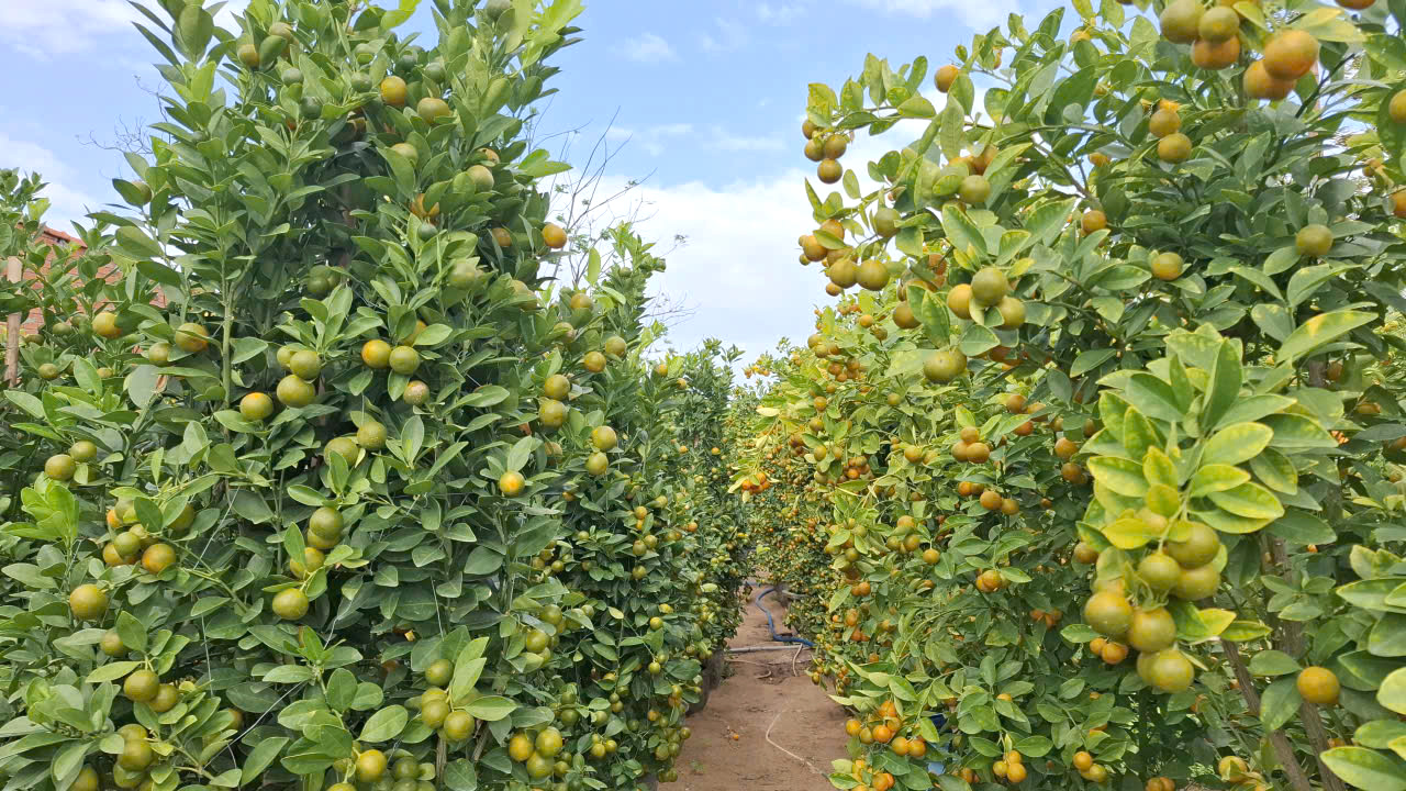 Cũng theo bà Duyên, khi chăm cây quất cần chú ý khi trời sầm (âm u) thì trái mau chín, trời nắng trở lại thì ngả màu xanh, vì vậy mấy hôm nay nhà vườn có quất chín sớm mà trời không nắng thì phải thắp đèn. Trồng quất cảnh phải “canh” đến tháng 5 âm lịch, quất ra hoa rồi xuống trái (đậu trái) cứ thế “nuôi” đến tết.