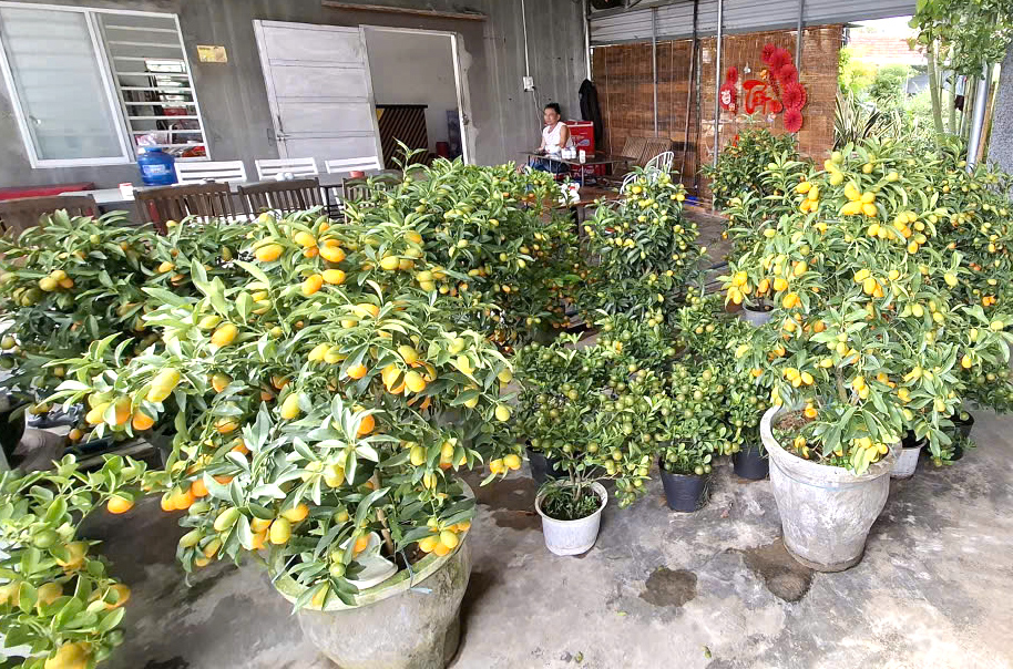 Đầu tháng chạp thời tiết khá “đẹp”, không có mưa dầm nên rất thuận lợi cho cây quất truyền thống, quất Thái Lan phát triển. Nhà vườn tập trung làm đẹp quất cảnh bán tết bằng cách uốn dây thép cho quất không giấu trái mà đơm ra bên ngoài bán tết. Quất cũng có giá từ 300.000 – 1 triệu đồng/chậu.