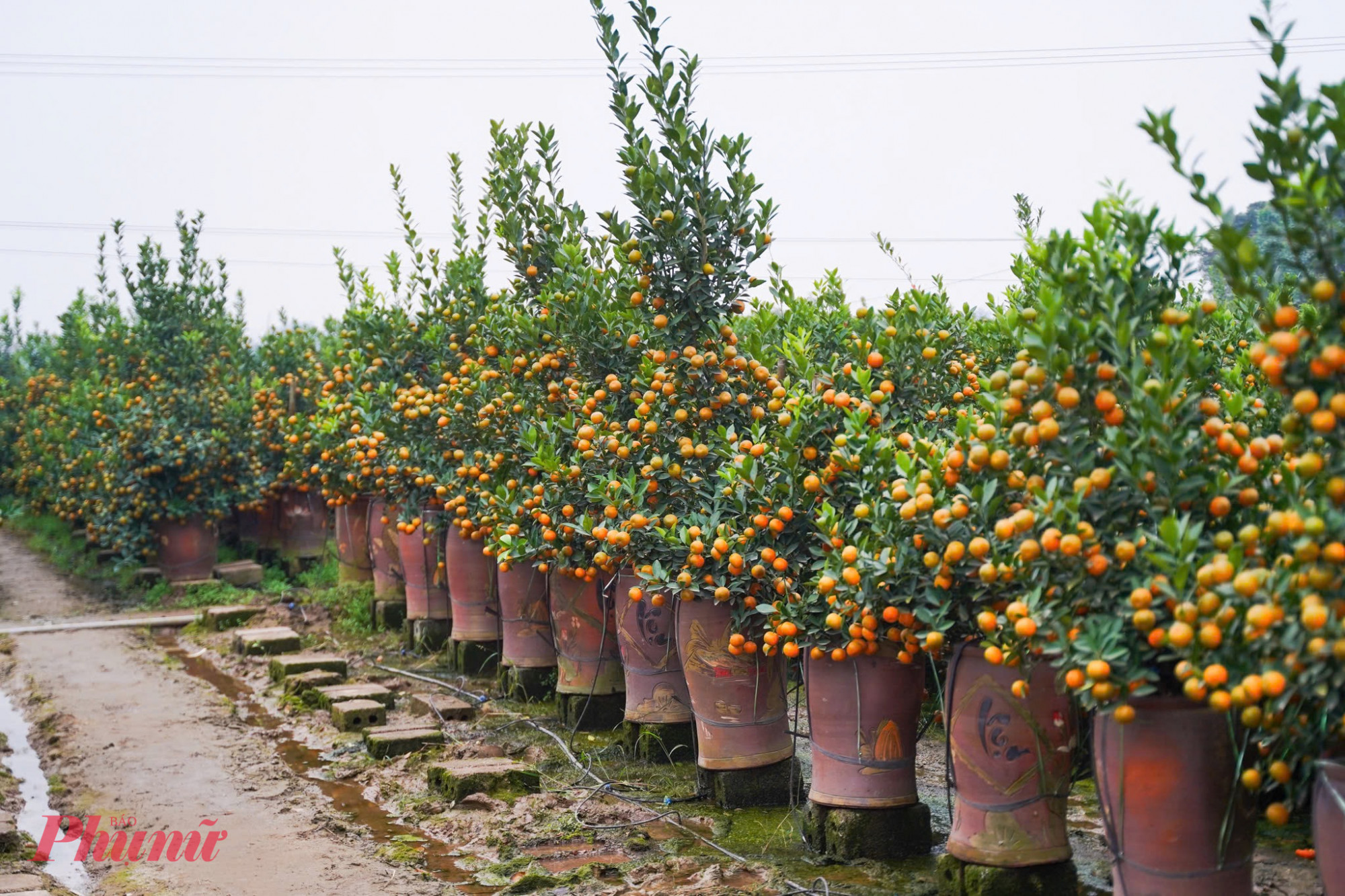 Xã Văn Giang (Hưng Yên) còn được biết đến là vựa hoa, cây cảnh lớn của miền Bắc; mỗi dịp giáp Tết, các sản phẩm nơi đây được thương lái thu mua, vận chuyển đi khắp các tỉnh, thành trong cả nước