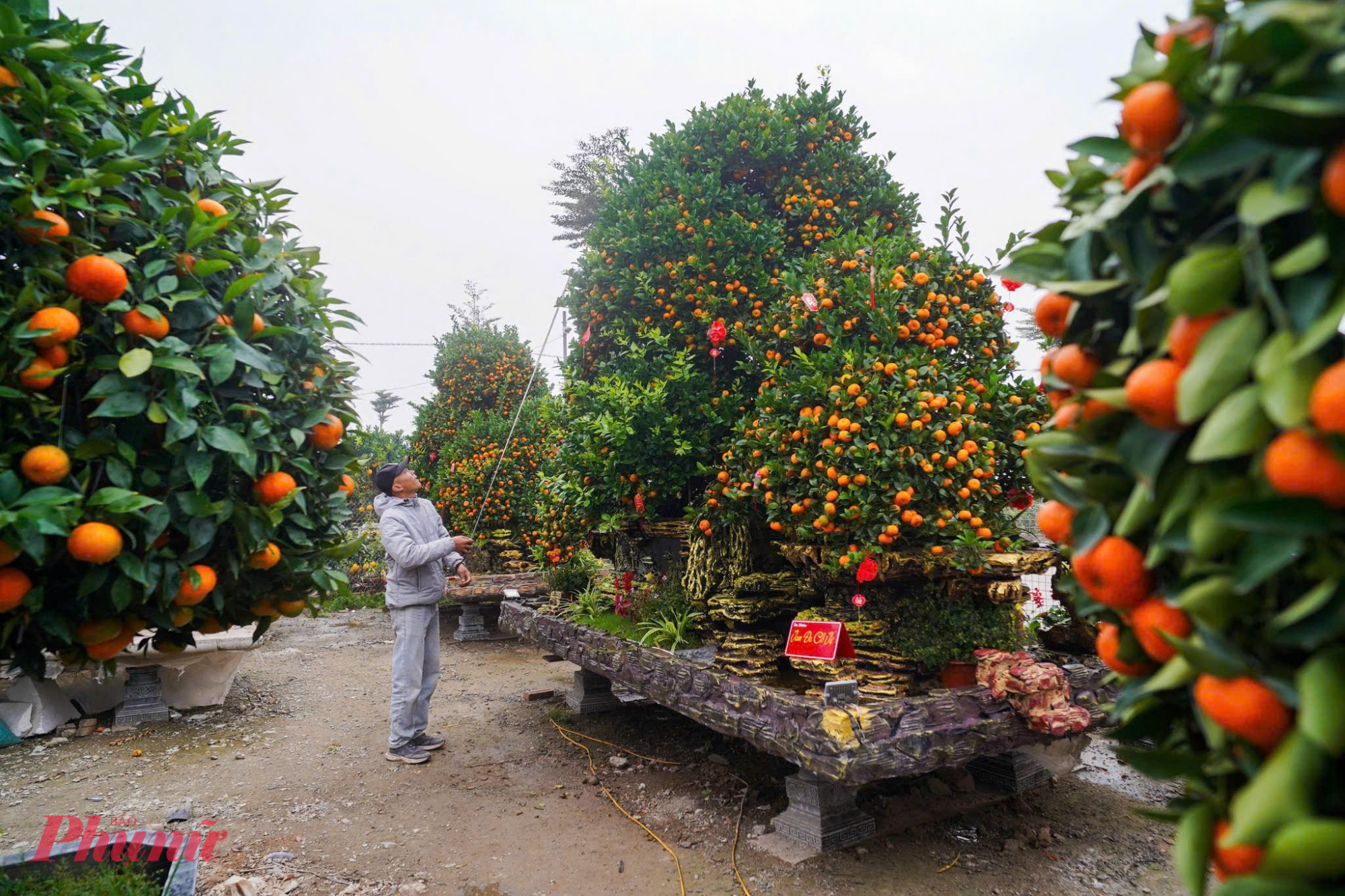 Những gốc quýt đại thụ với thế cây uy nghi, tượng trưng cho sự trường thọ và thịnh vượng, có giá trị lên đến hơn 100 triệu đồng mỗi cây.