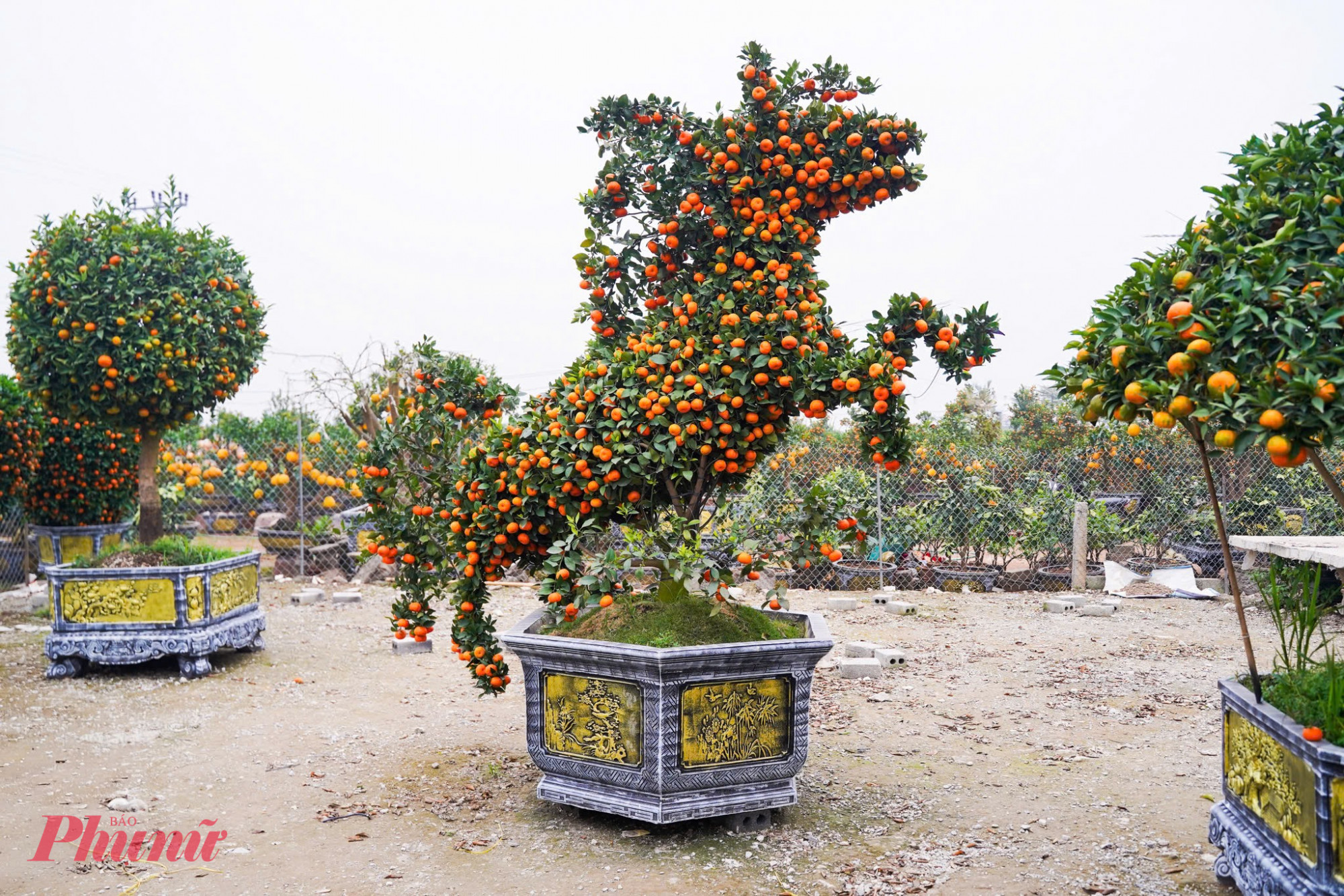 mỗi cặp quýt tạo hình linh vật ngựa đang được rao bán với mức giá khoảng 30 triệu đồng, thu hút nhiều đại gia và giới sành cây cảnh săn đón.