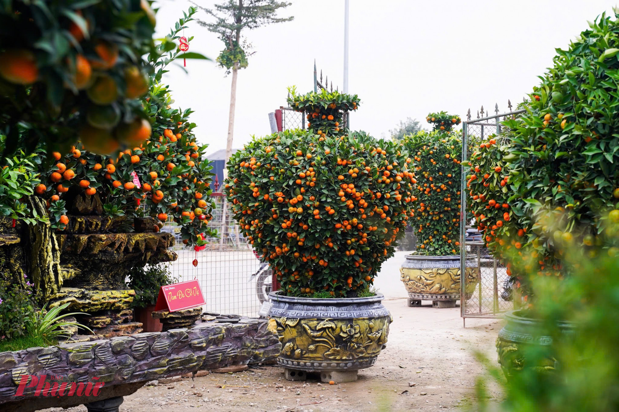 Quýt bình hút lộc, lục bình: Được tạo hình kỳ công, mang thông điệp cầu tài, cầu lộc cho gia chủ trong năm mới.