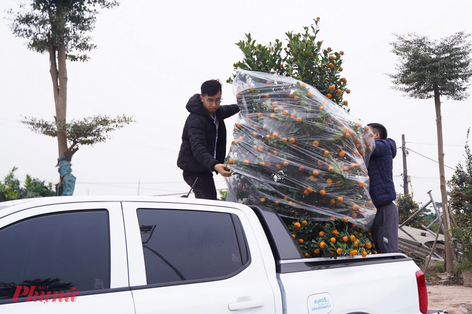 lượng khách đổ về các xã tại Văn Giang để tham quan và đặt mua cây đã rất đông đúc. Các thương lái cũng đã bắt đầu hoạt động nhộn nhịp, chuẩn bị cho các đợt vận chuyển lớn đưa sắc xuân Văn Giang đi khắp các tỉnh thành trên cả nước.