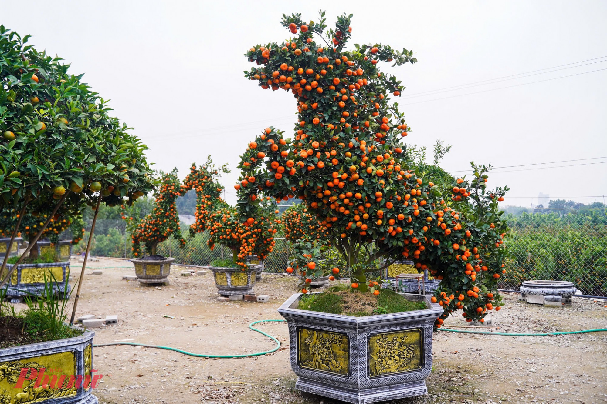 Với chiều cao từ 2,5m đến 3m, những cặp quýt ngựa này không chỉ gây ấn tượng về kích thước mà còn về độ tinh xảo.