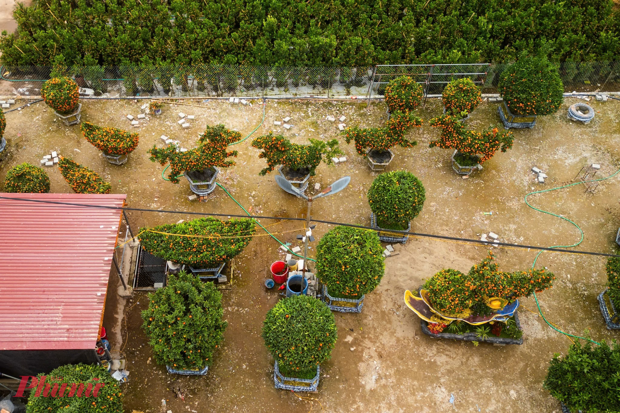 Tại các nhà vườn ở Văn Giang, tâm điểm chú ý của mùa Tết năm nay chính là những chậu quýt cảnh được uốn nắn kỳ công thành hình linh vật của năm Bính Ngọ.