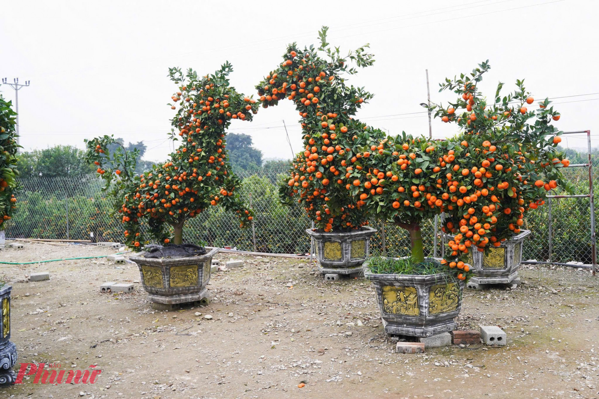 Linh vật ngựa khổng lồ giá 30 triệu đồng được tạo hình từ cây quýt hứa hẹn hút khách dịp Tết Nguyên đán.